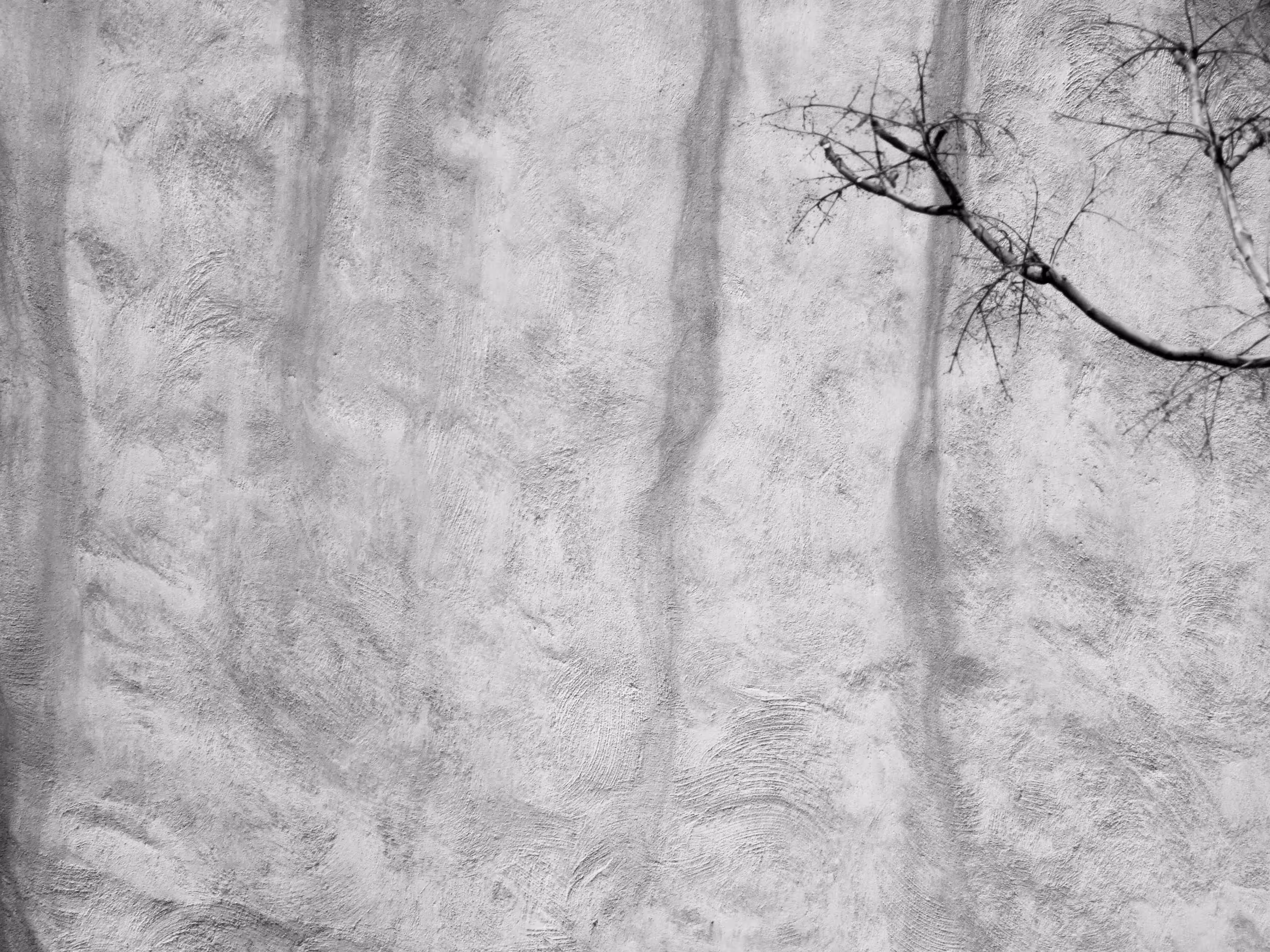 Shy branches
