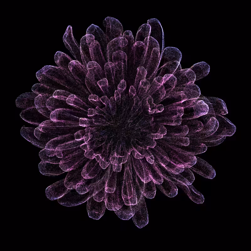 Chrysanthemum Morifolium 30 #3