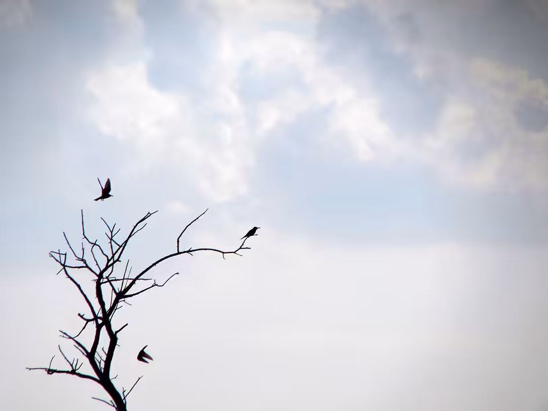 Bird flight 12