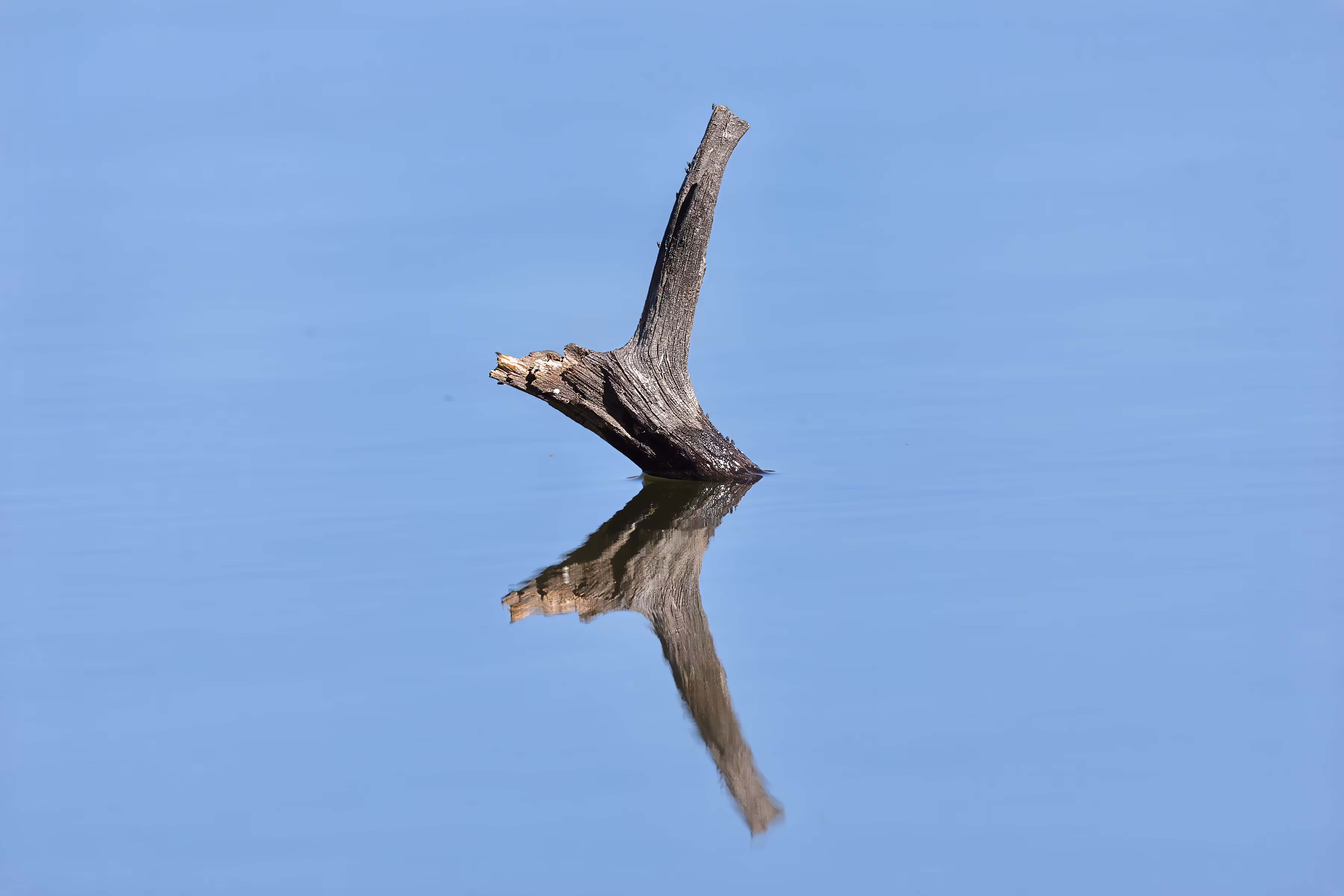 #OneToadPhotography: Calming