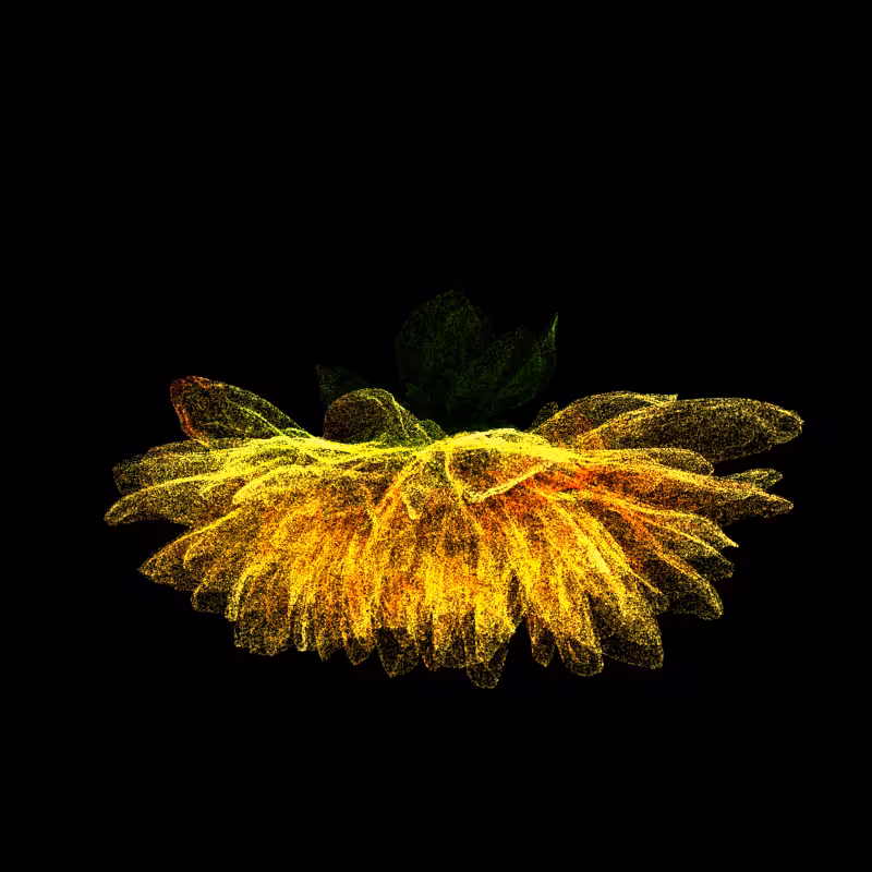 Dahlia Pinnata 30 #234