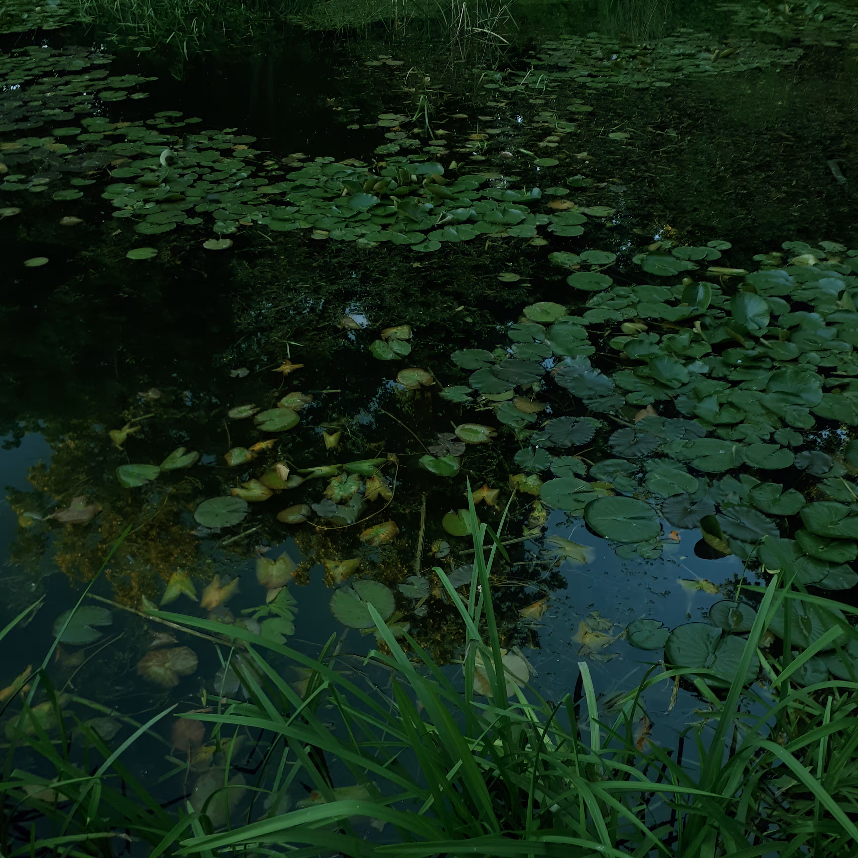 pond
