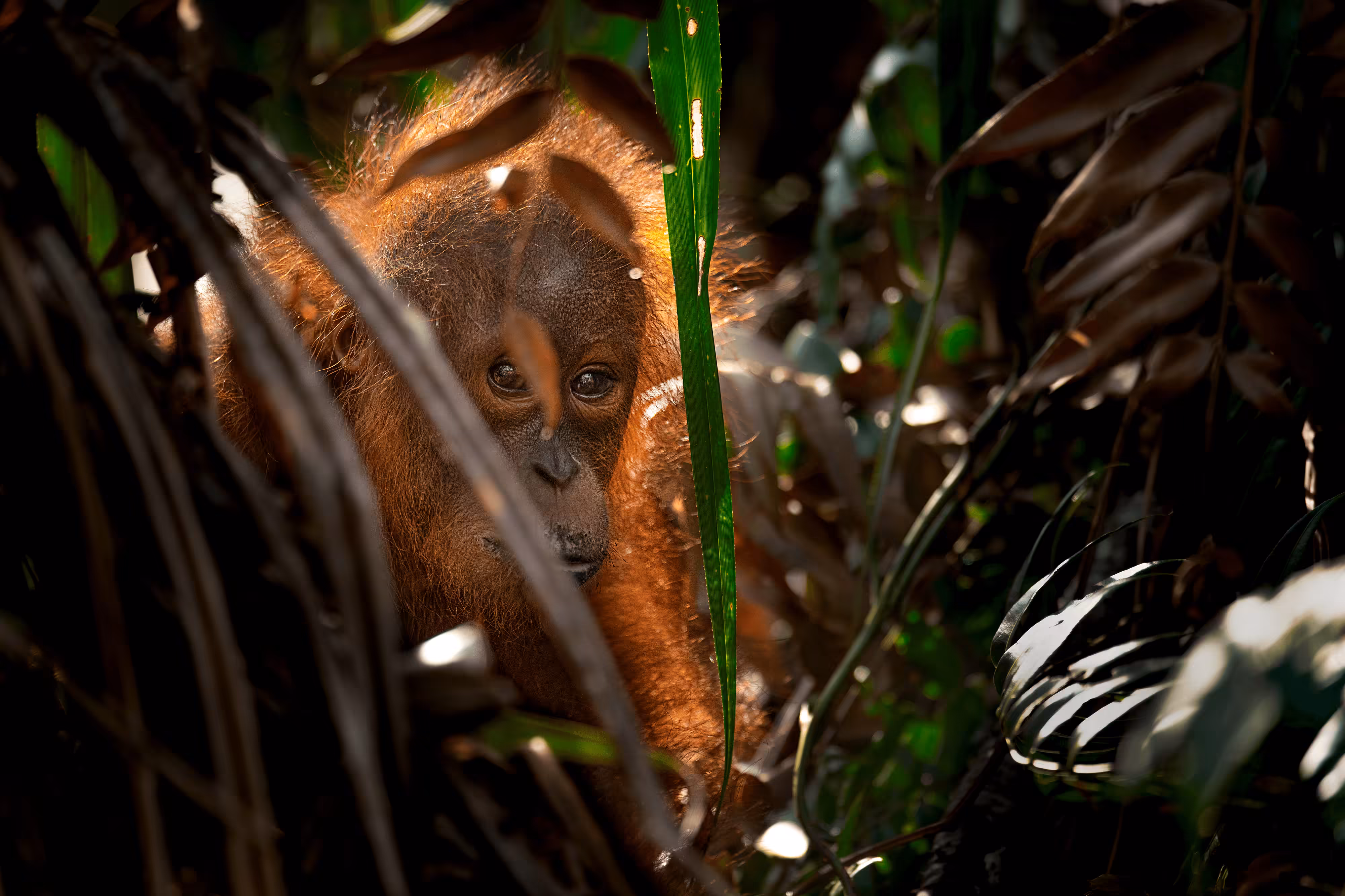 Baby from Borneo #14