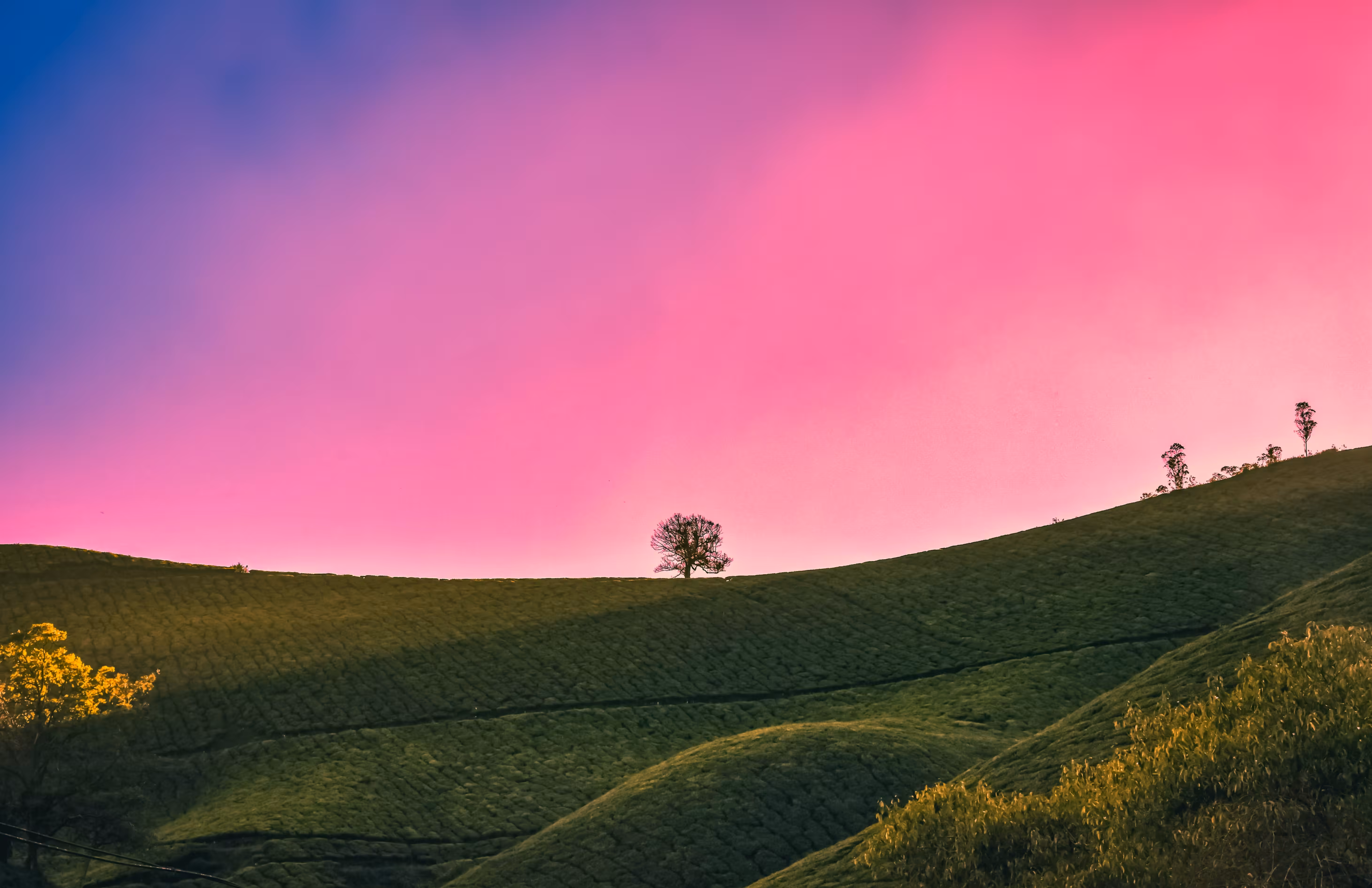 Pinkish Nature