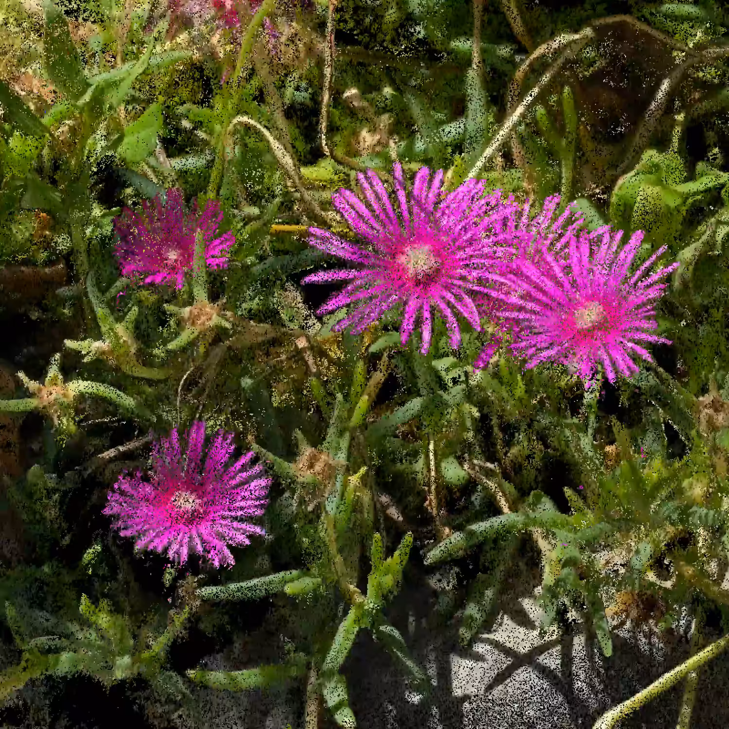 Iceplant [NFT Version}