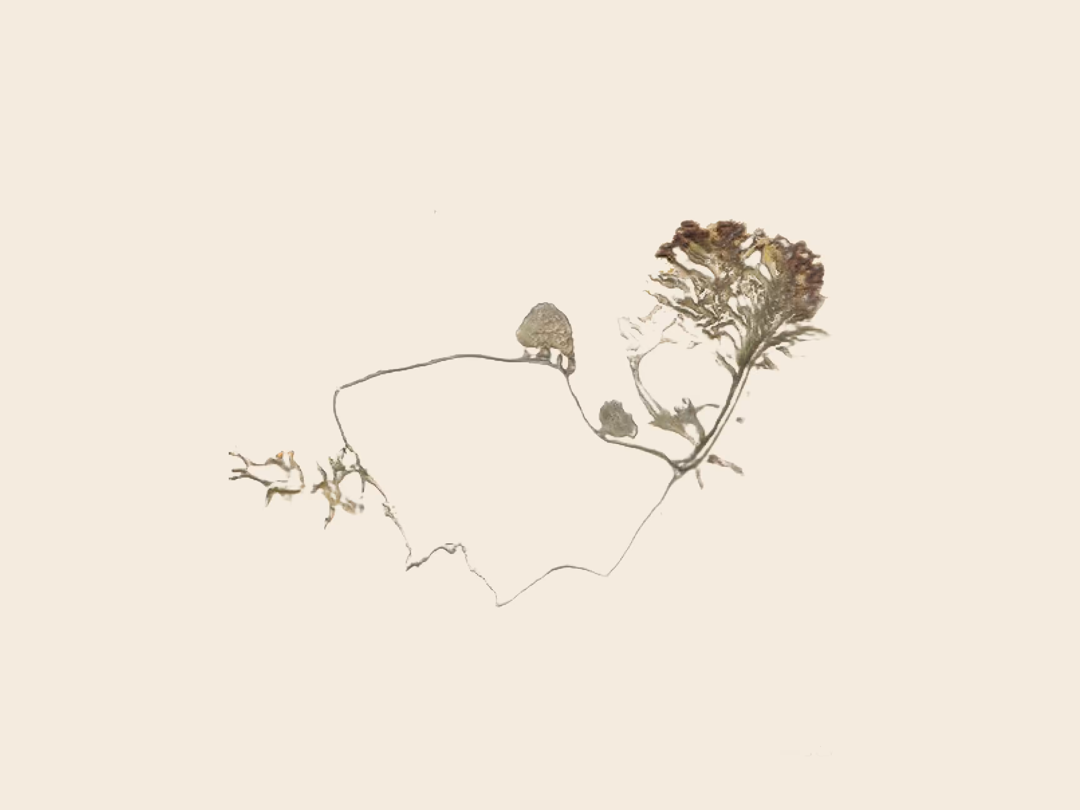 potential herbariums: a garden for circular ruins (study)