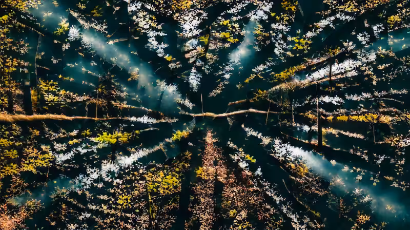 bosquecito 003