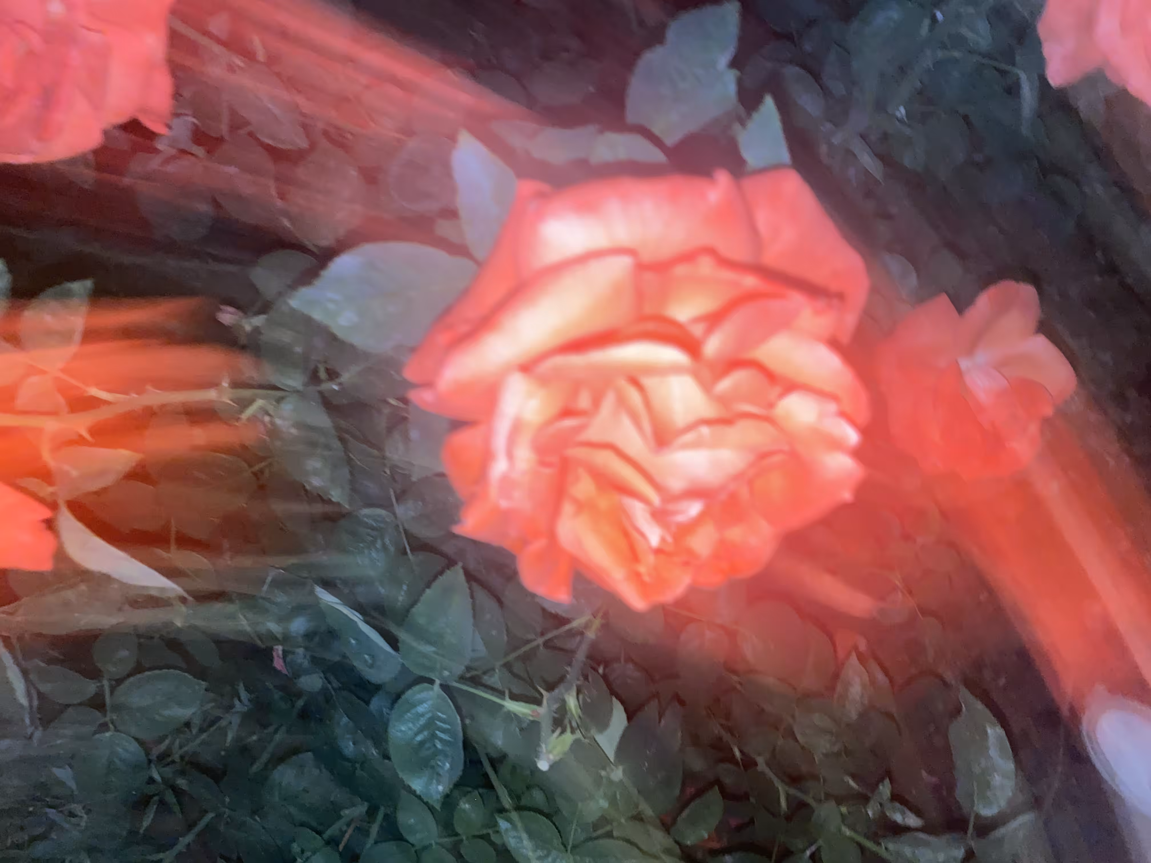 Gleaming Rose Haven