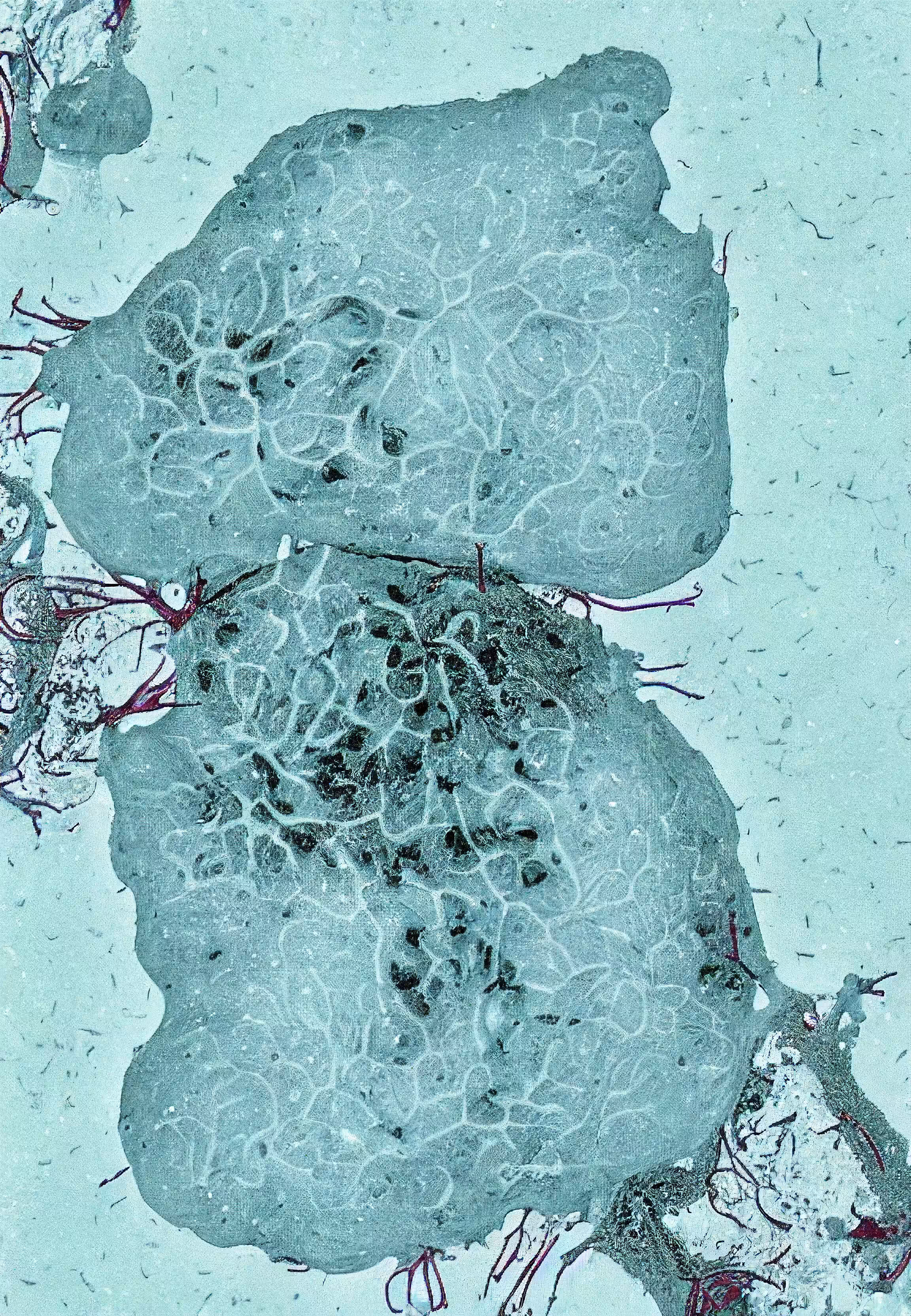 Histologia In Silico #36