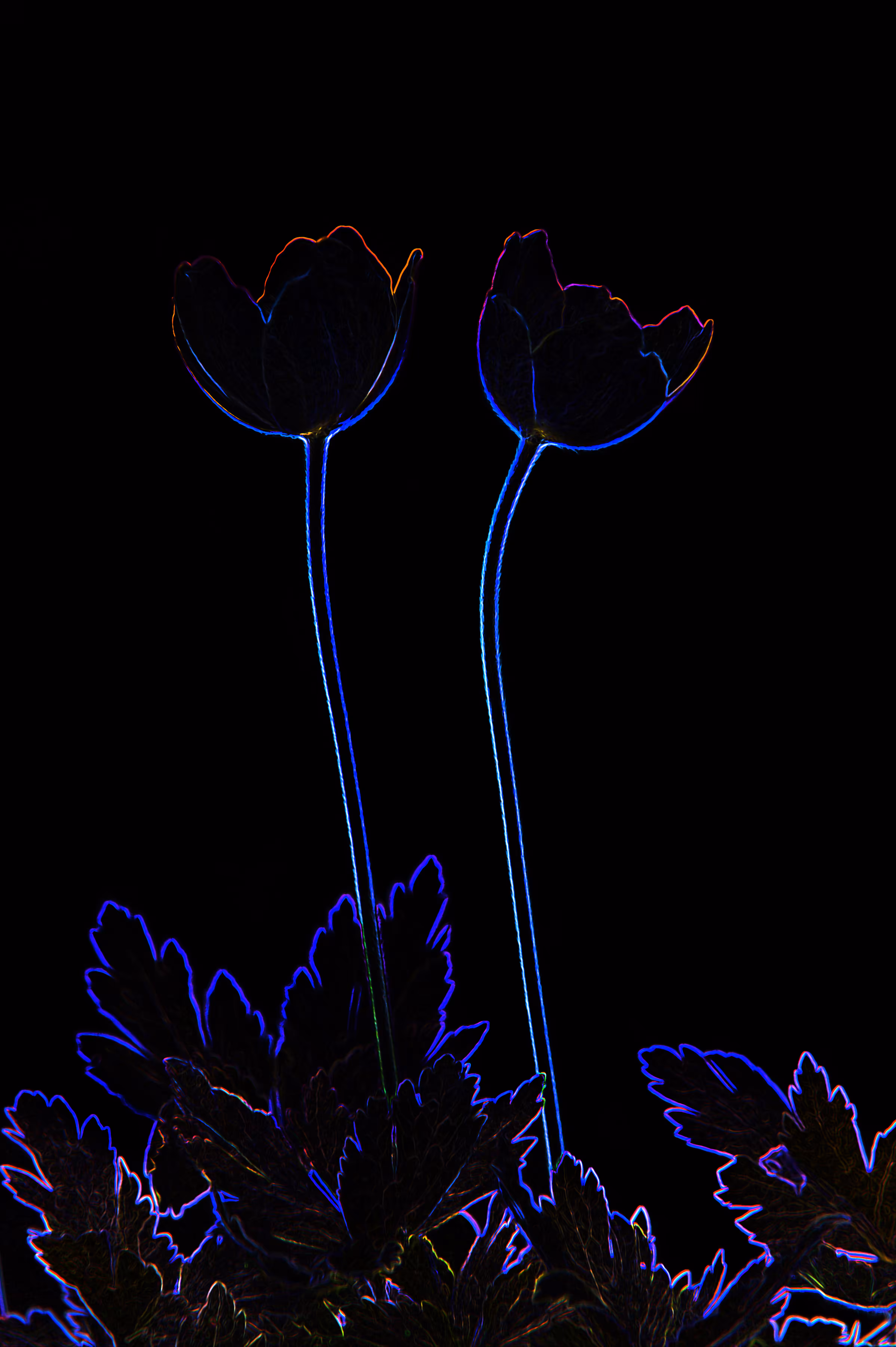 Flowermoment