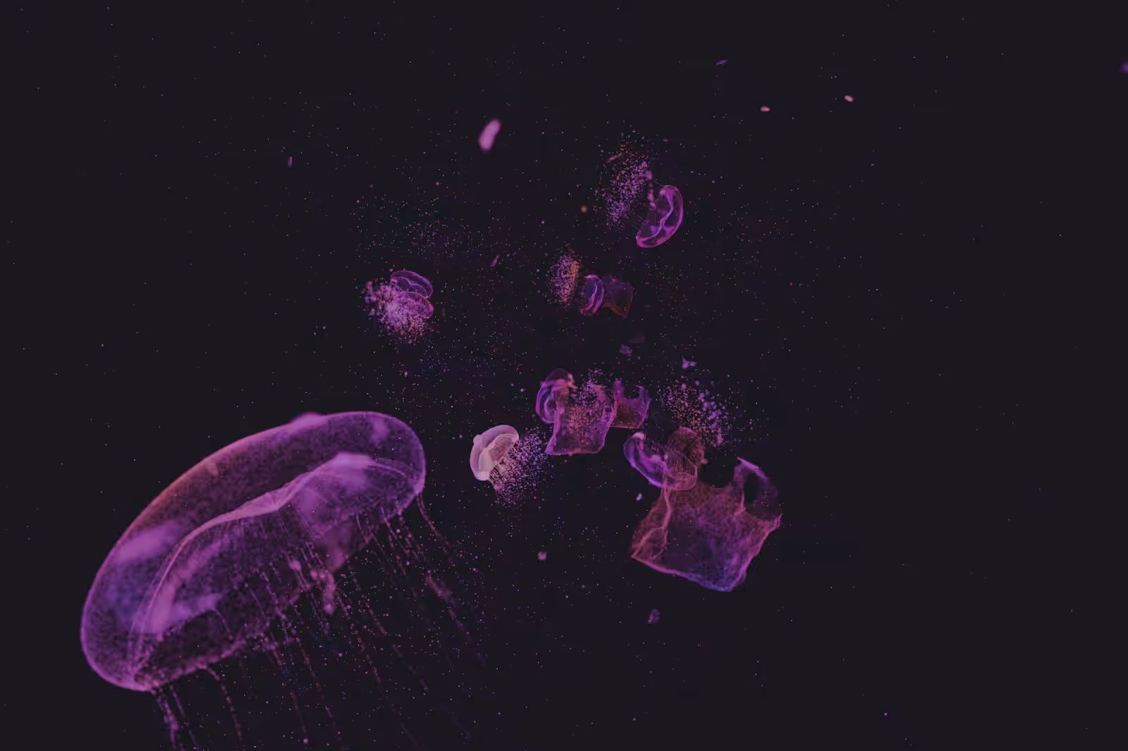 Turtle Vision #64