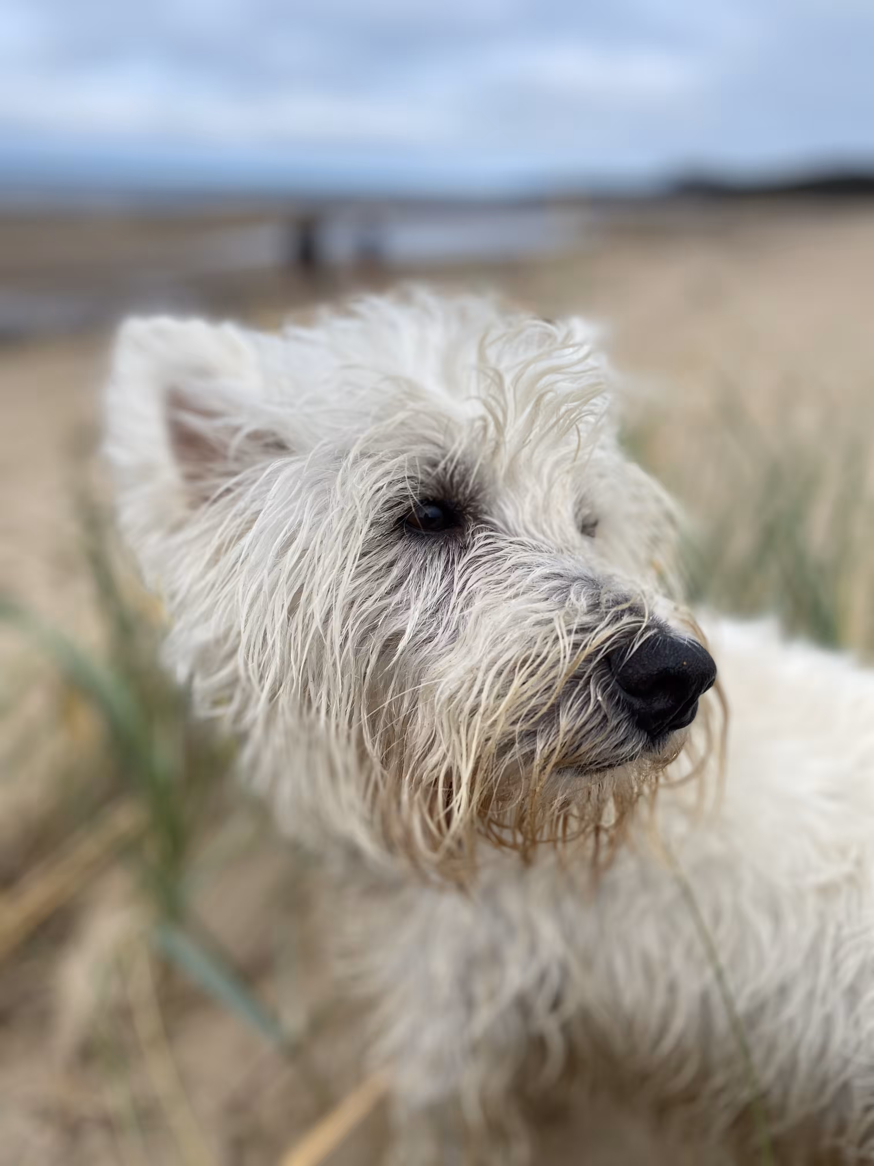 Beach day with Moon