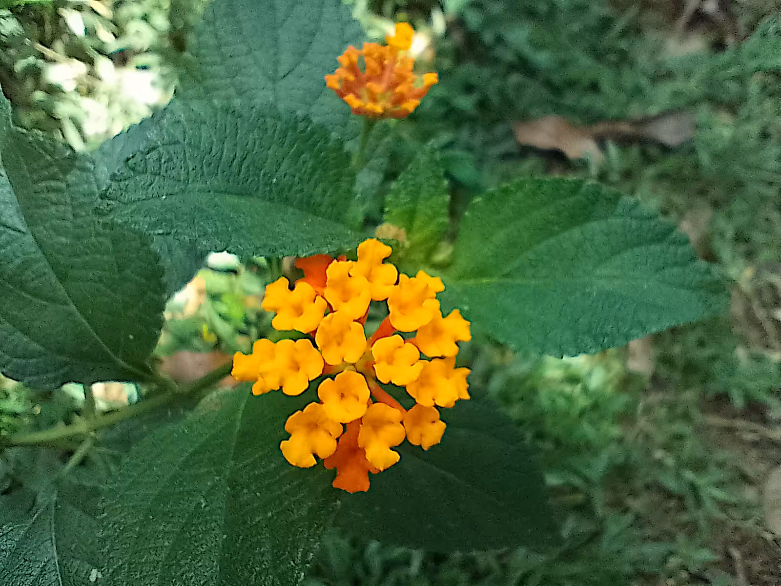 Delicate
