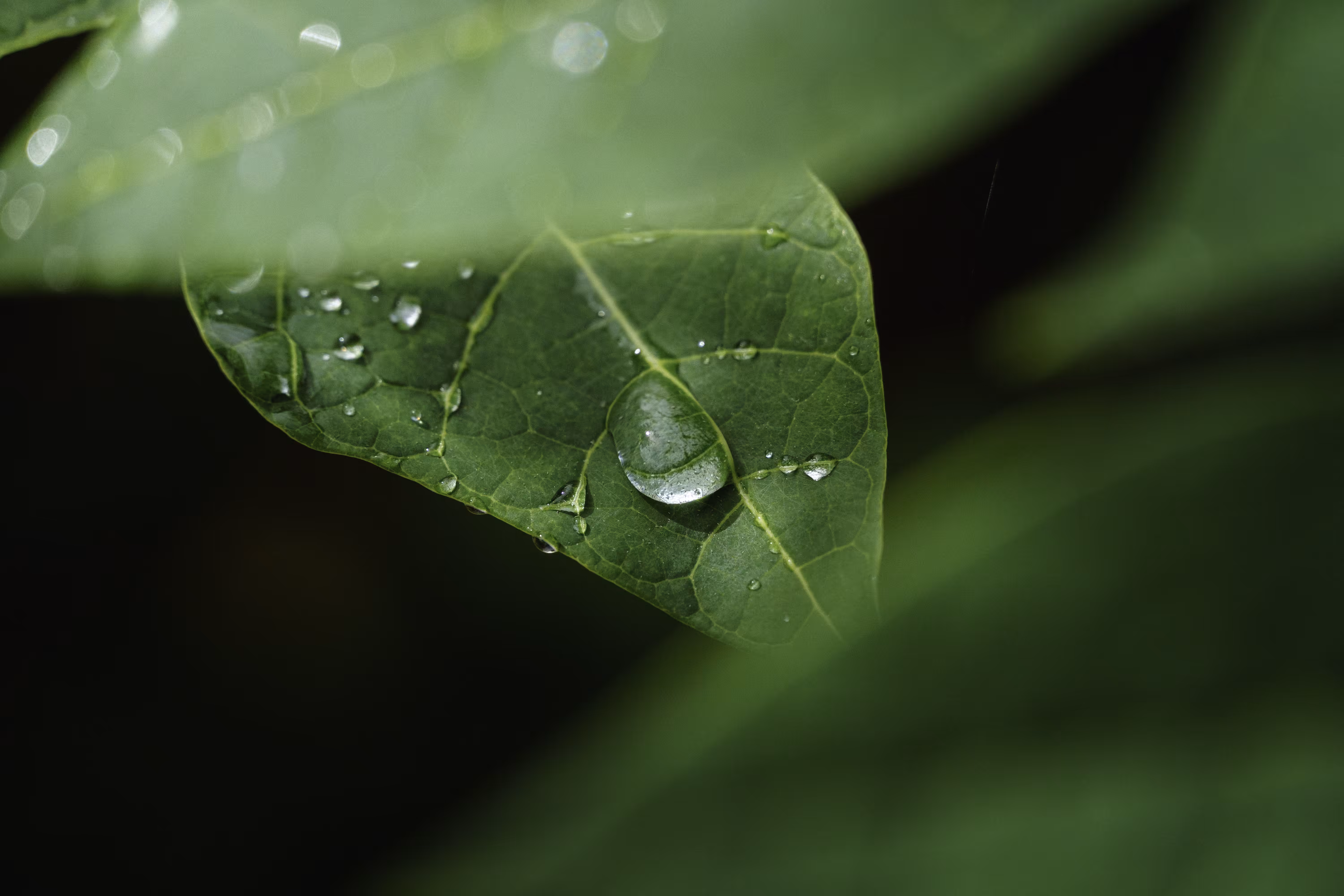 After rain