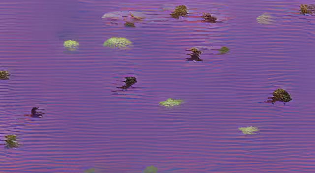 Octo=swamp