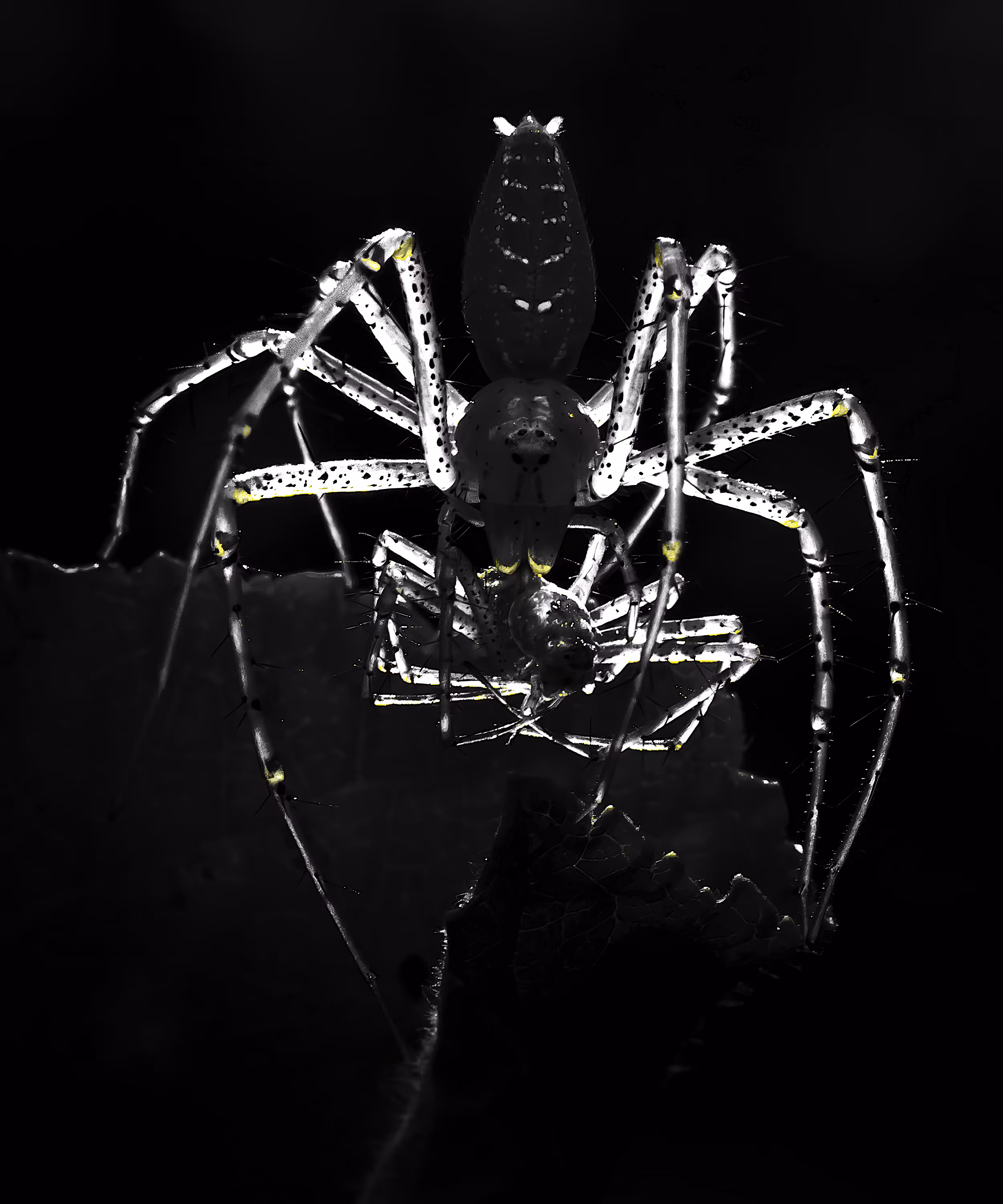 Killer of the Dark 