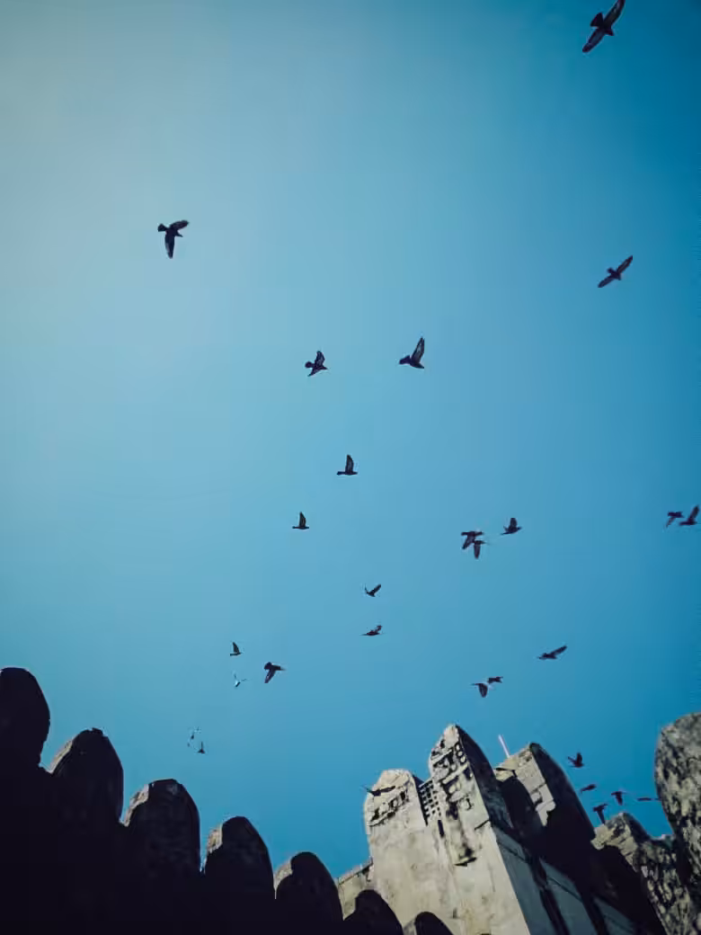 Freedom