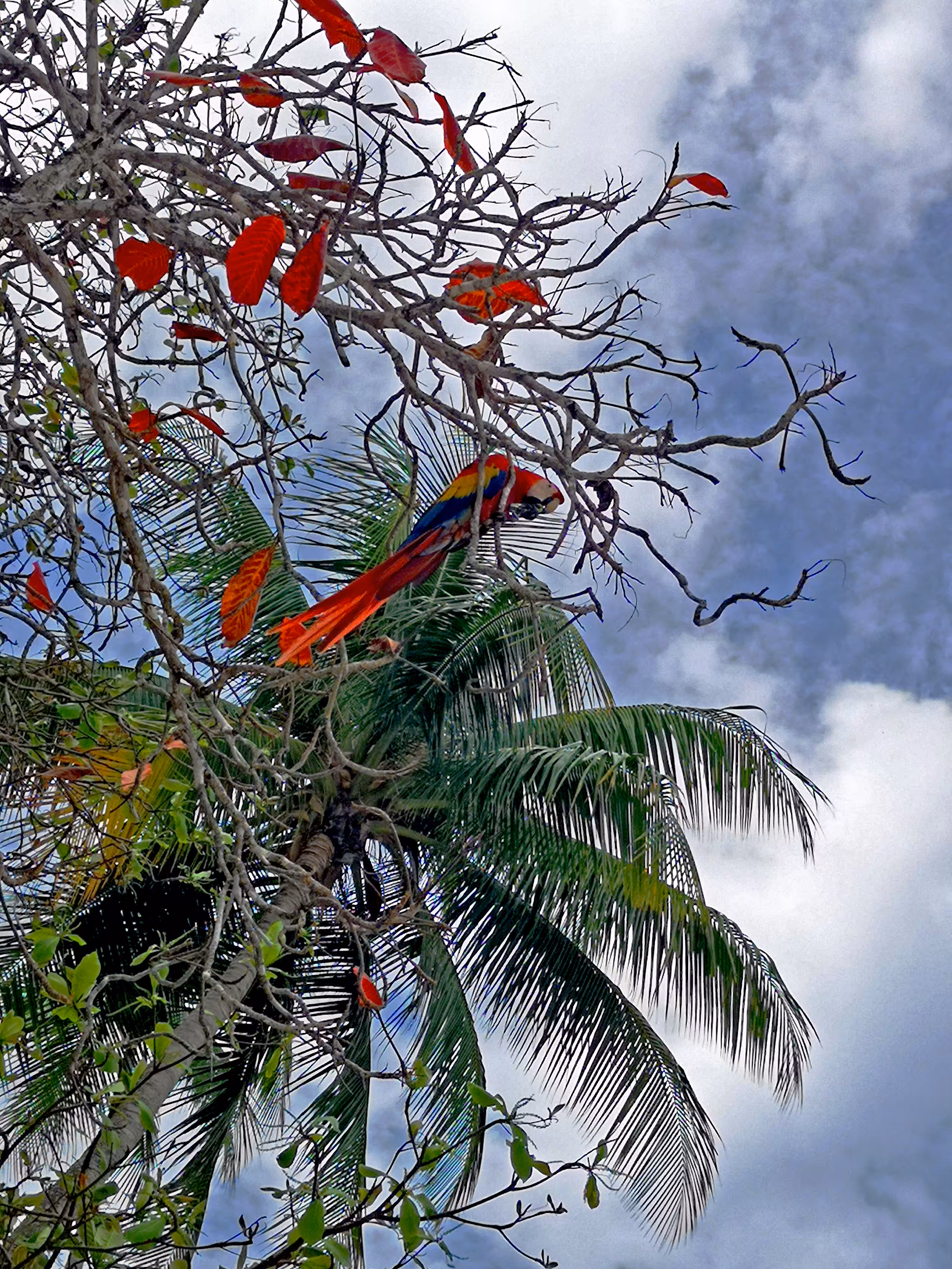 The Parrot and His Nut Show
