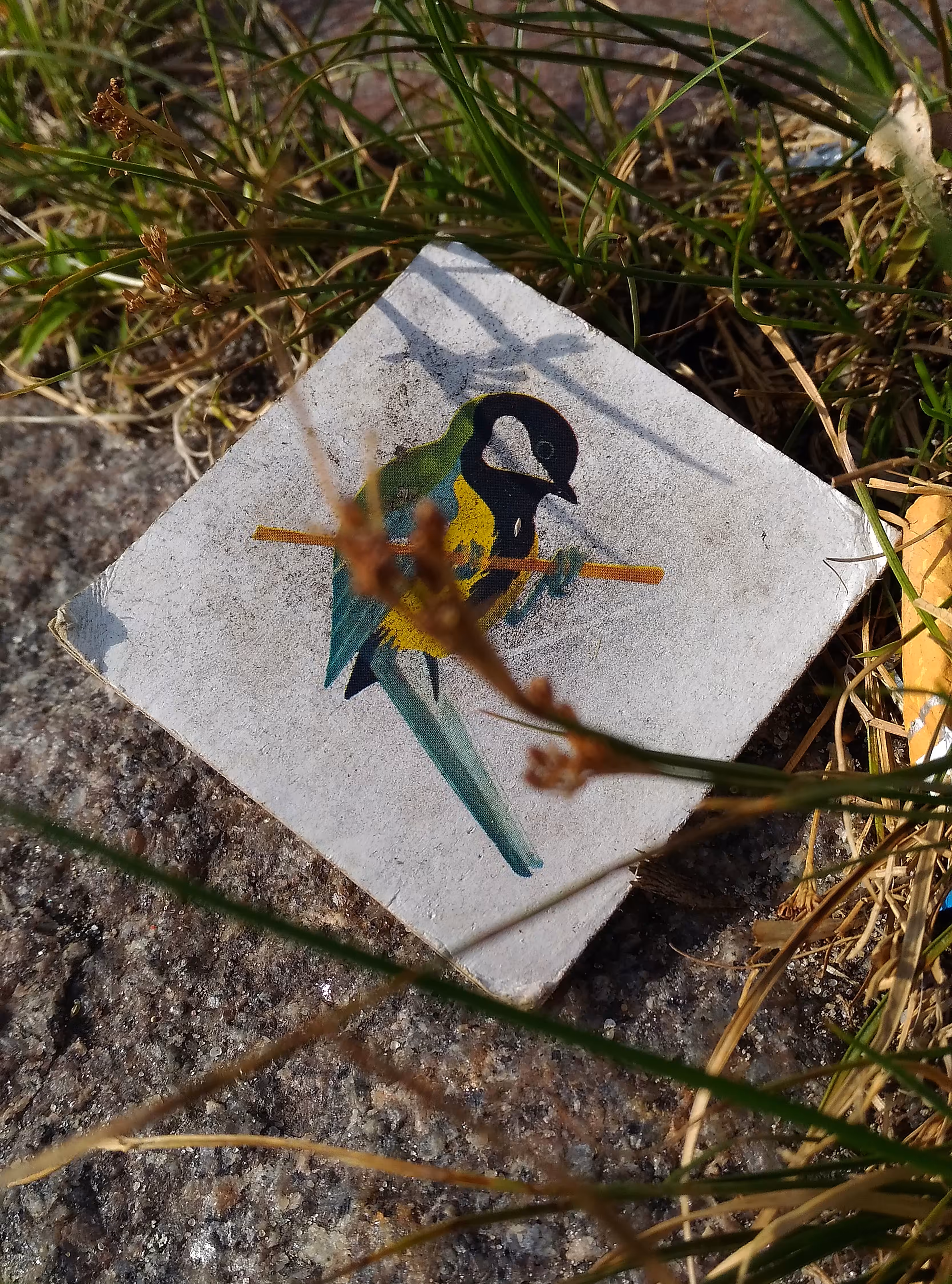 Birdy
