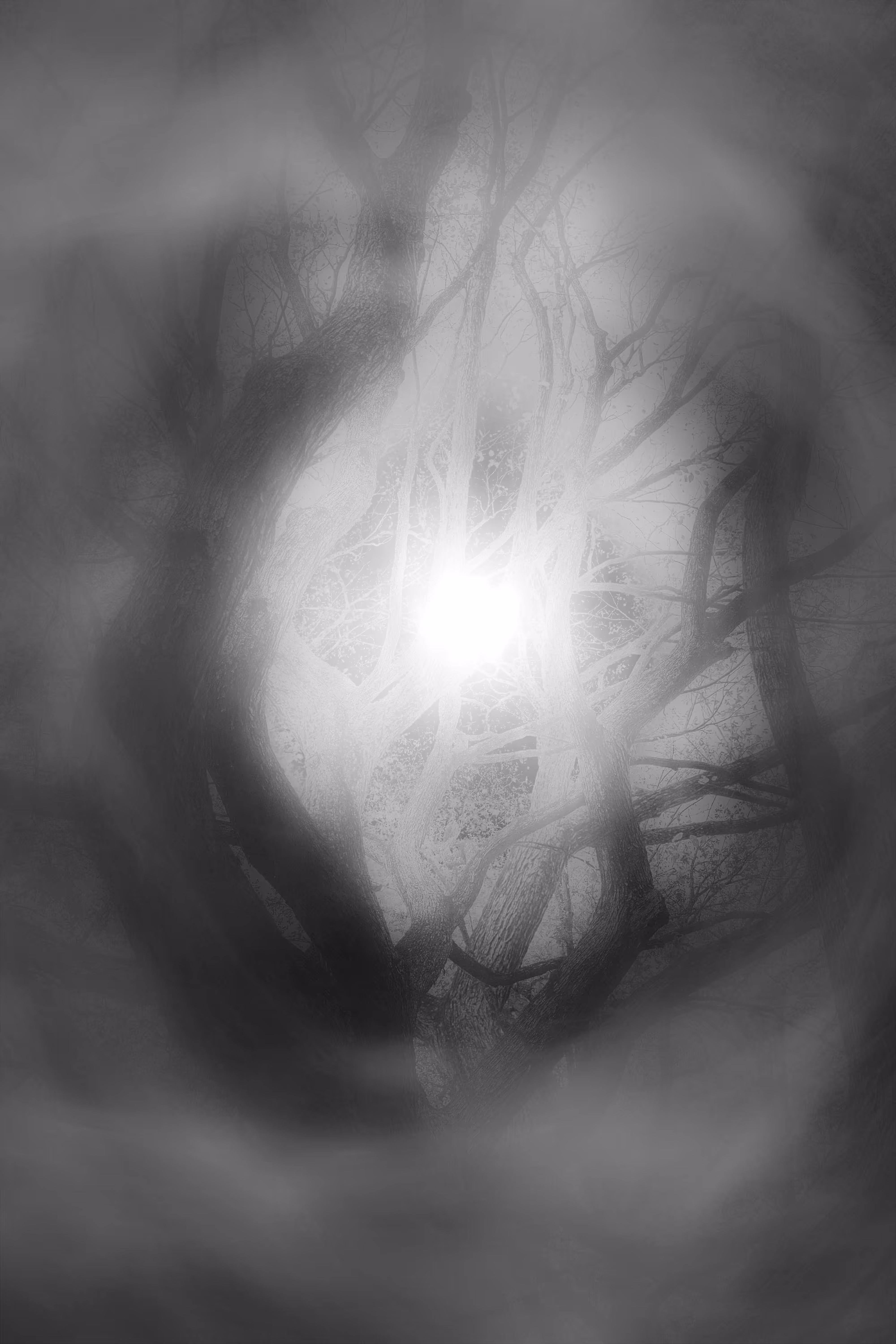Heart Of The Dream Tree