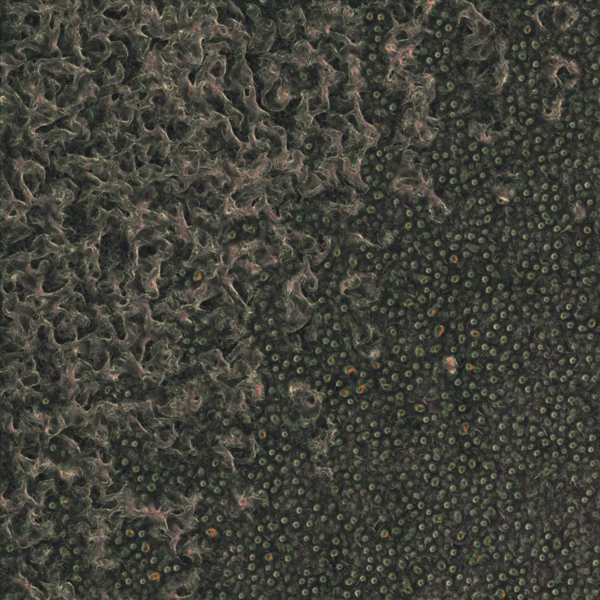 saprophyte #4