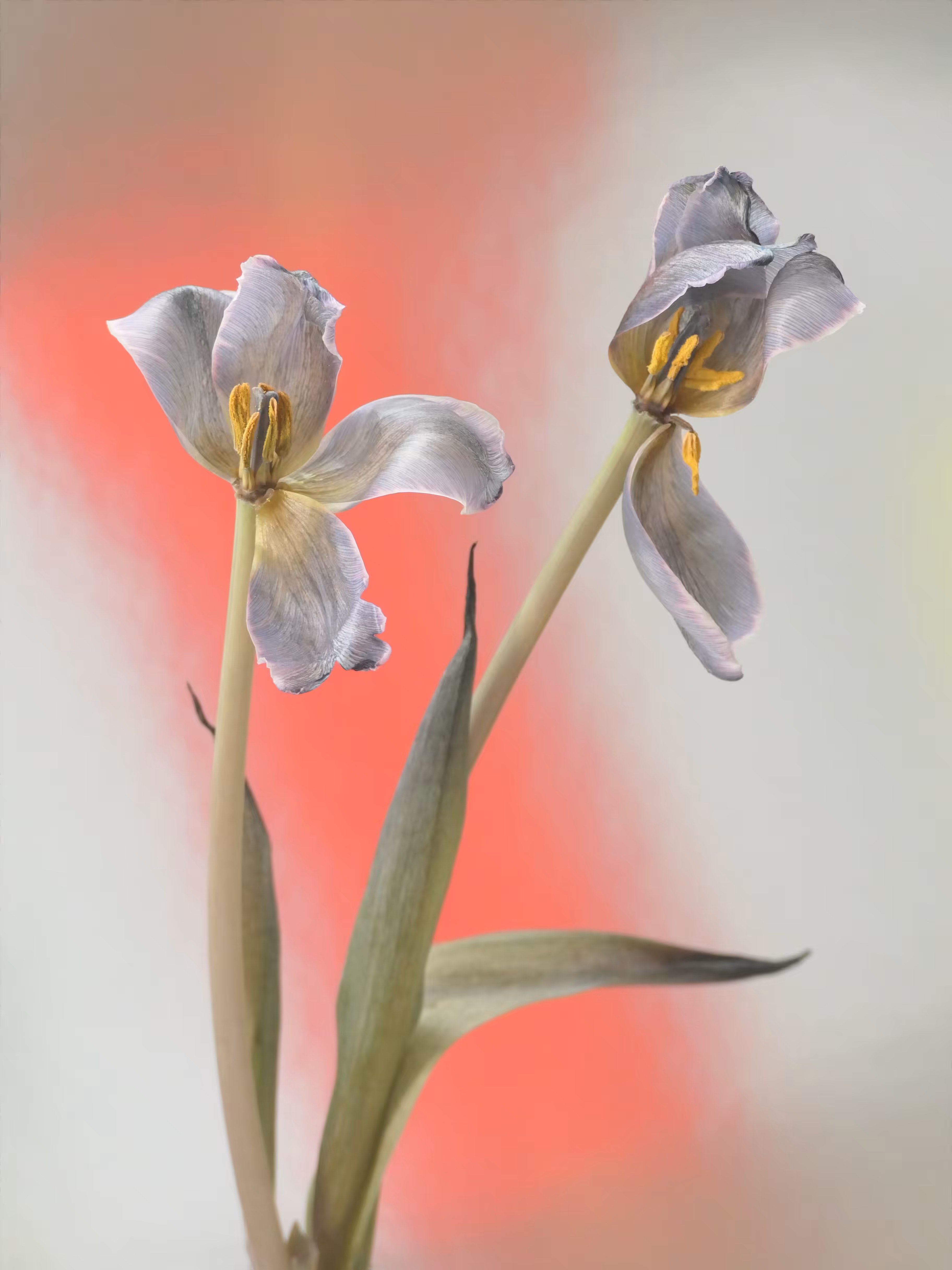 Adieux (Tulips)