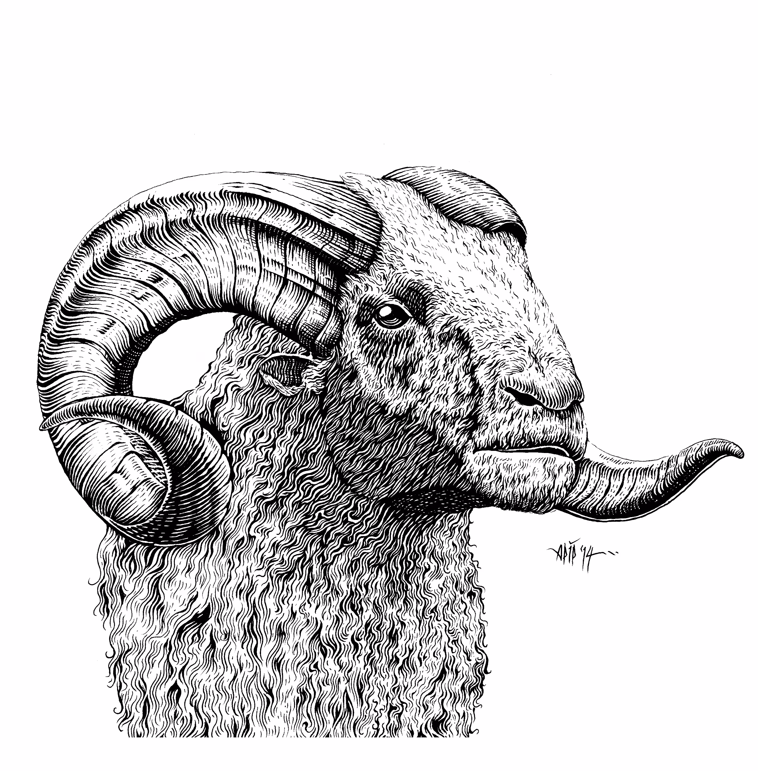 Ram