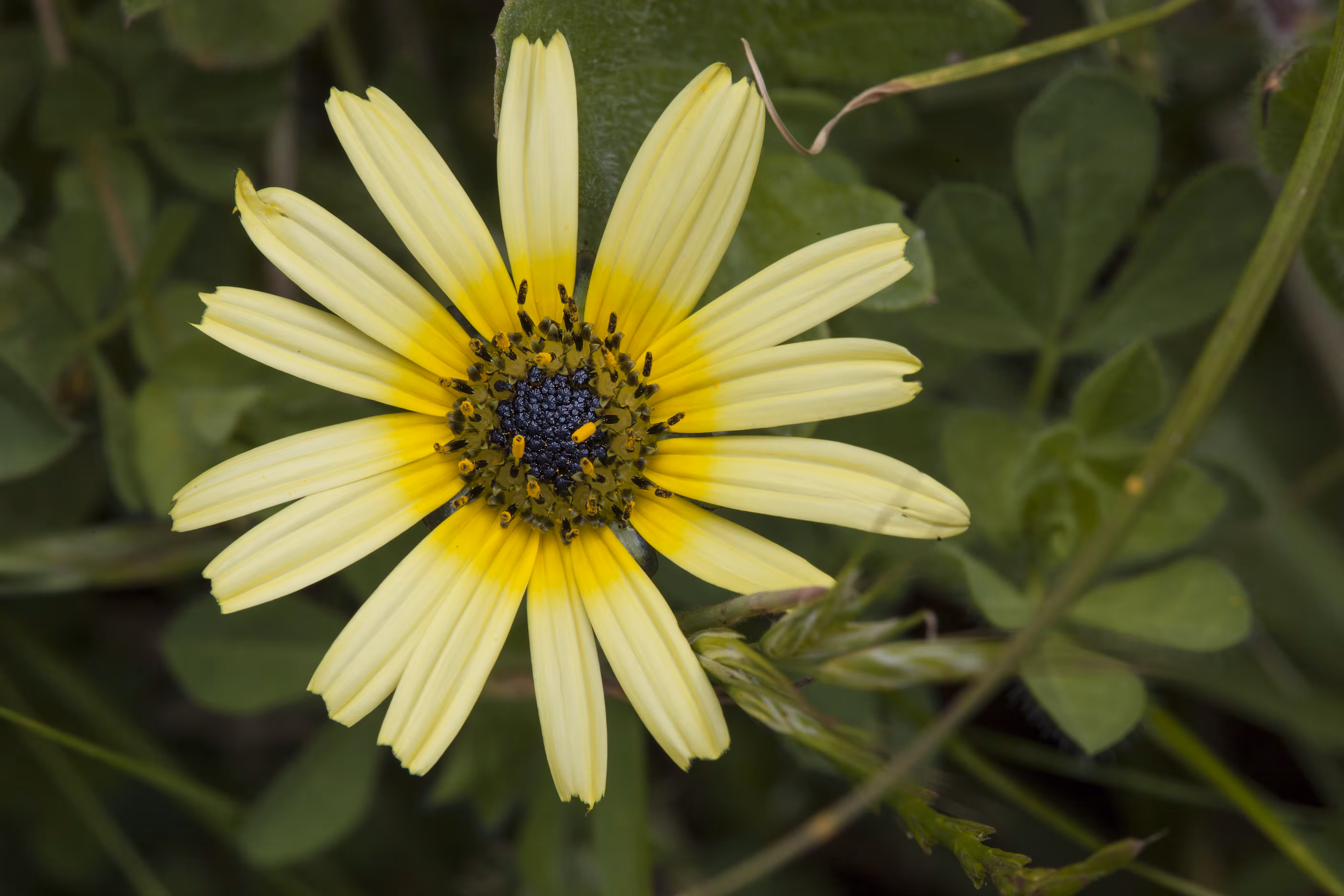 Yellow Flower