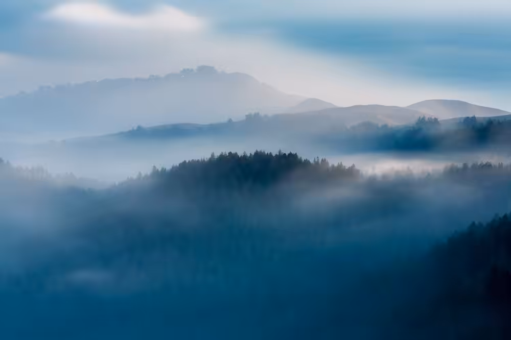 Mount Tam Fog