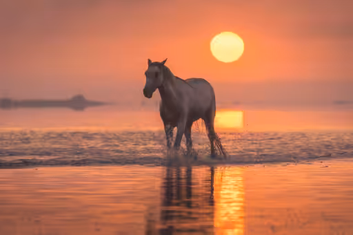 White Angels of Camargue #25