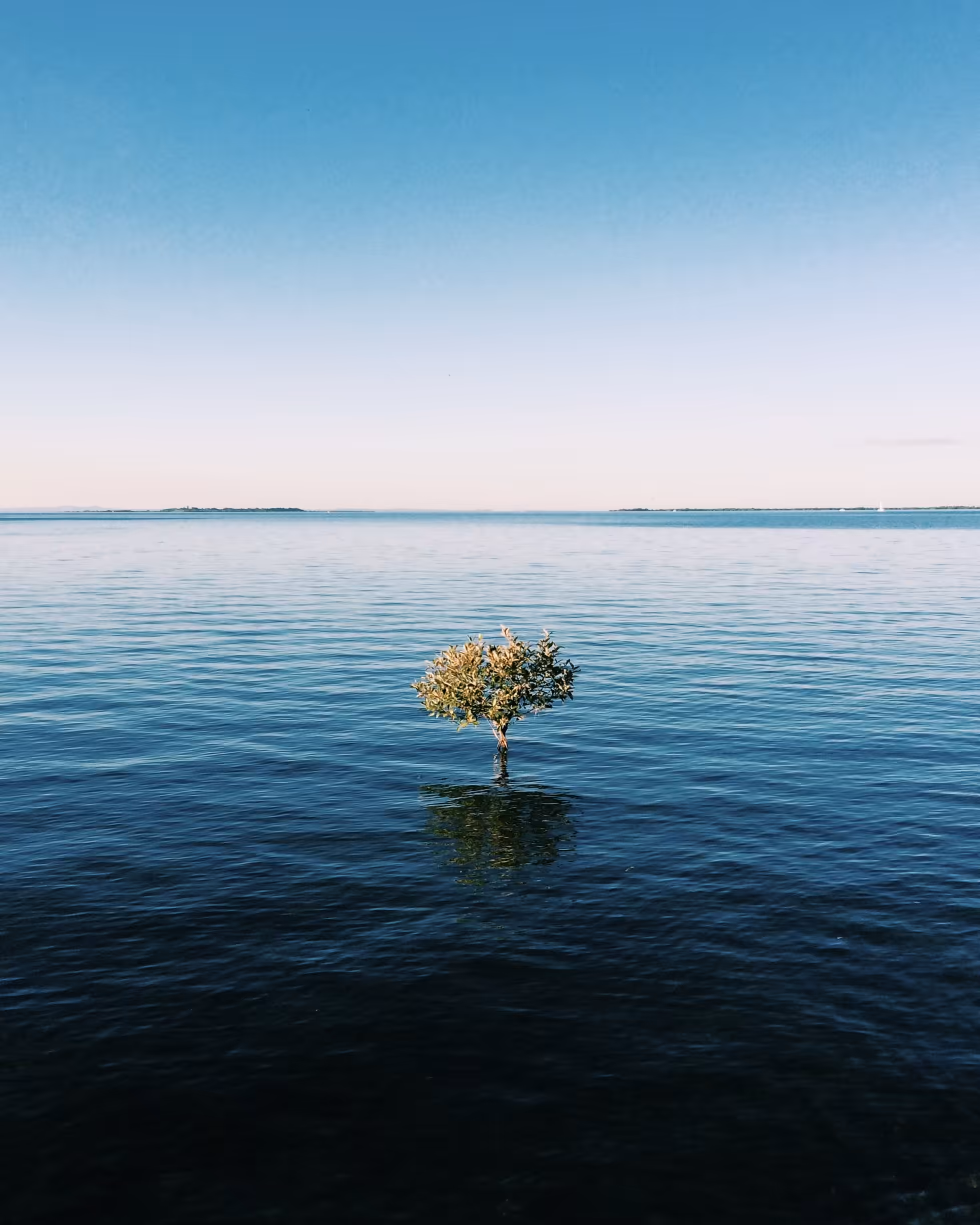 💧🌳💧