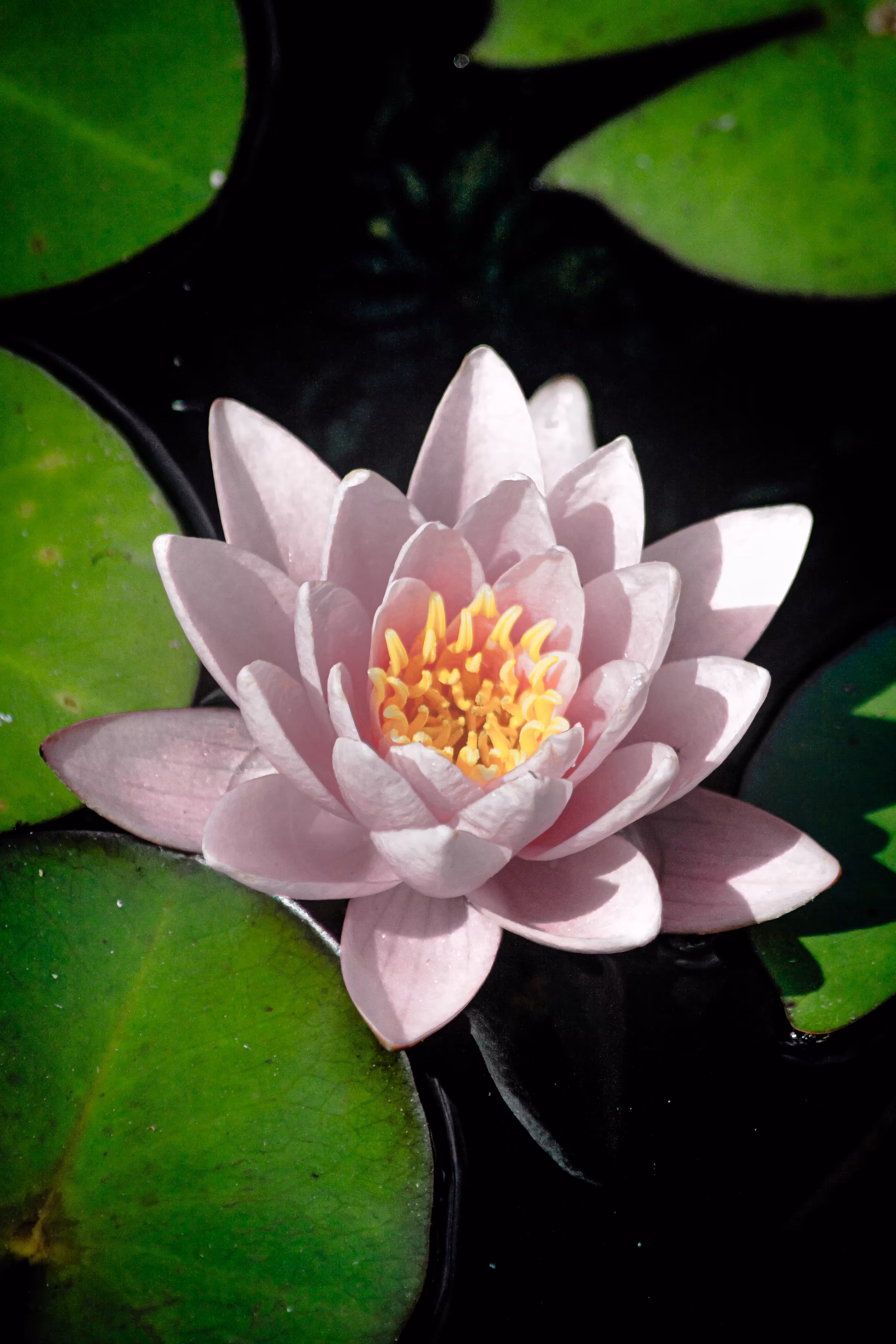 Healing Nymphaea