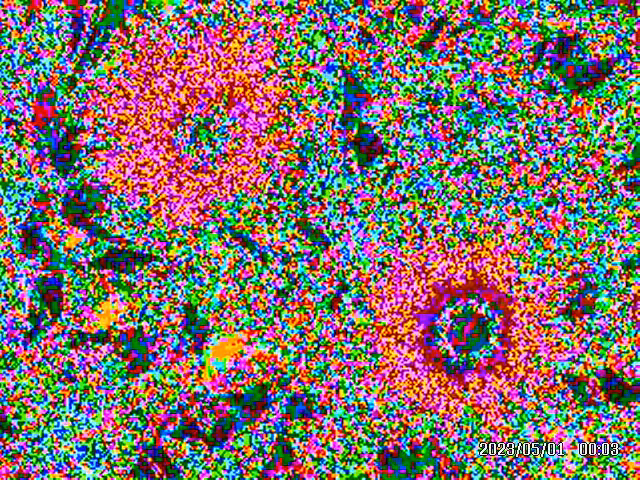 Two Flowers