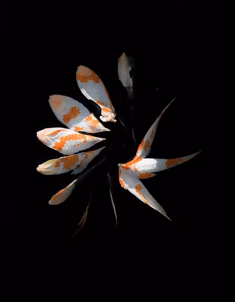Emilia Trevisani - Bellis Cyprina