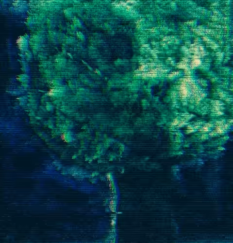 Behind the Digital Tree