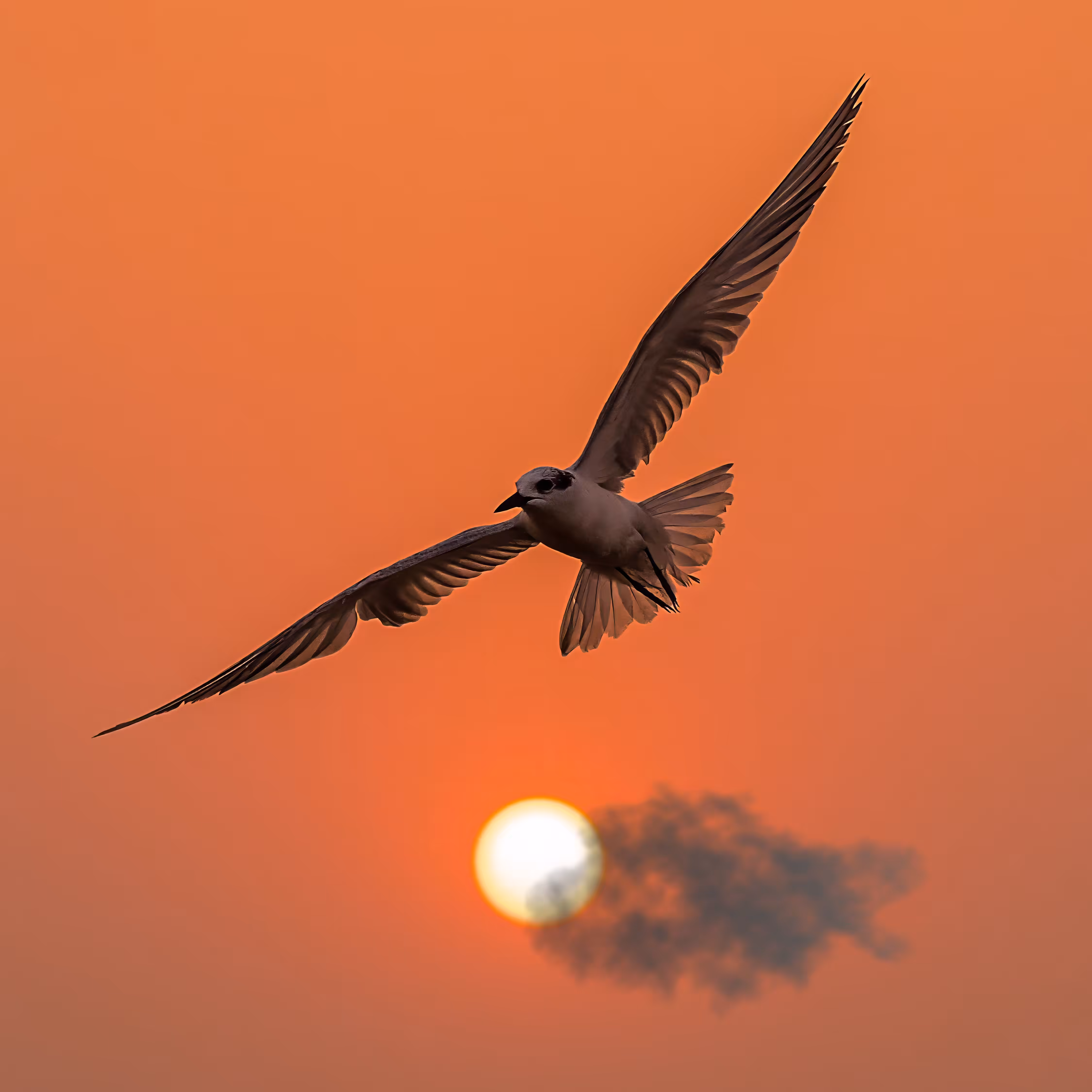 Freedom 