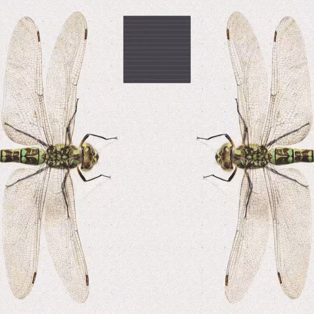 Dragonfly #3