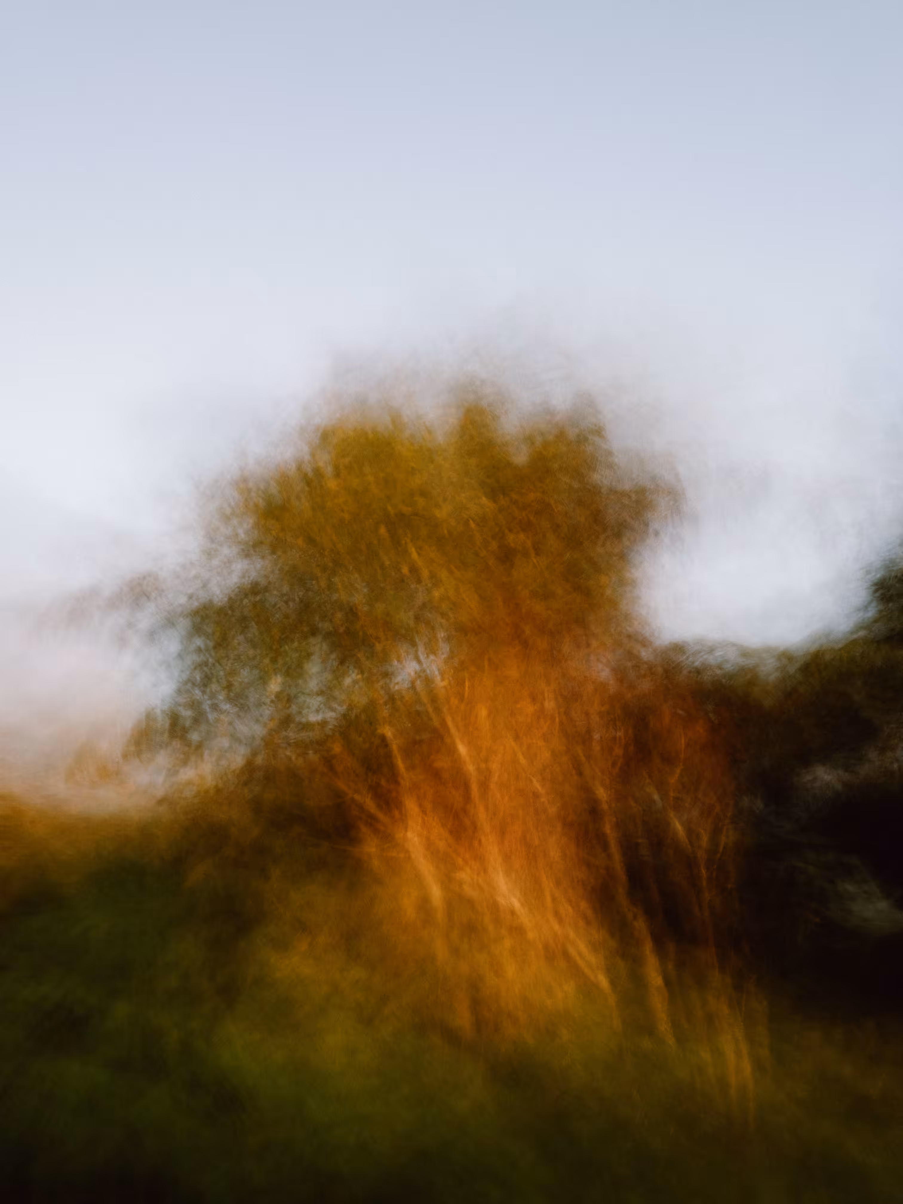 Wind Shakes Tree