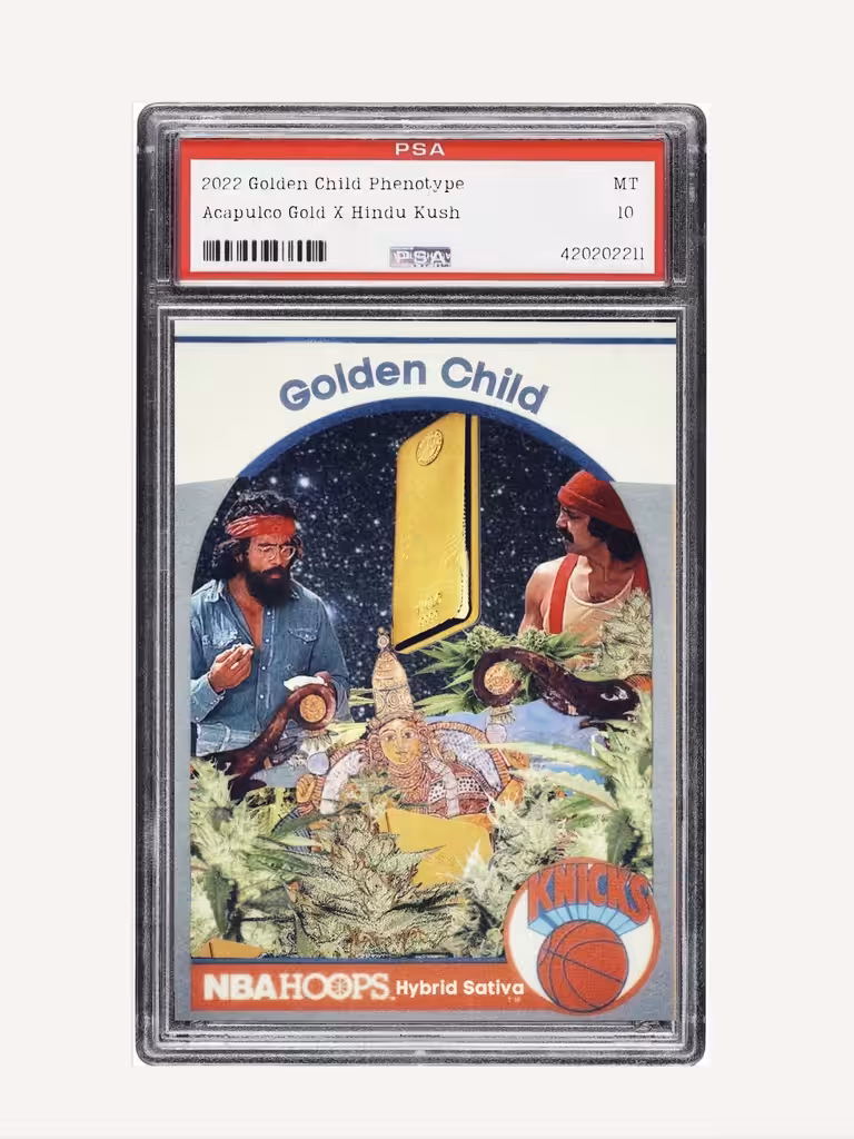 SS2022 Golden Child Hybrid Sativa Pheno