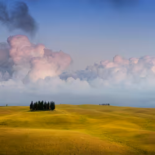Cypresses #1