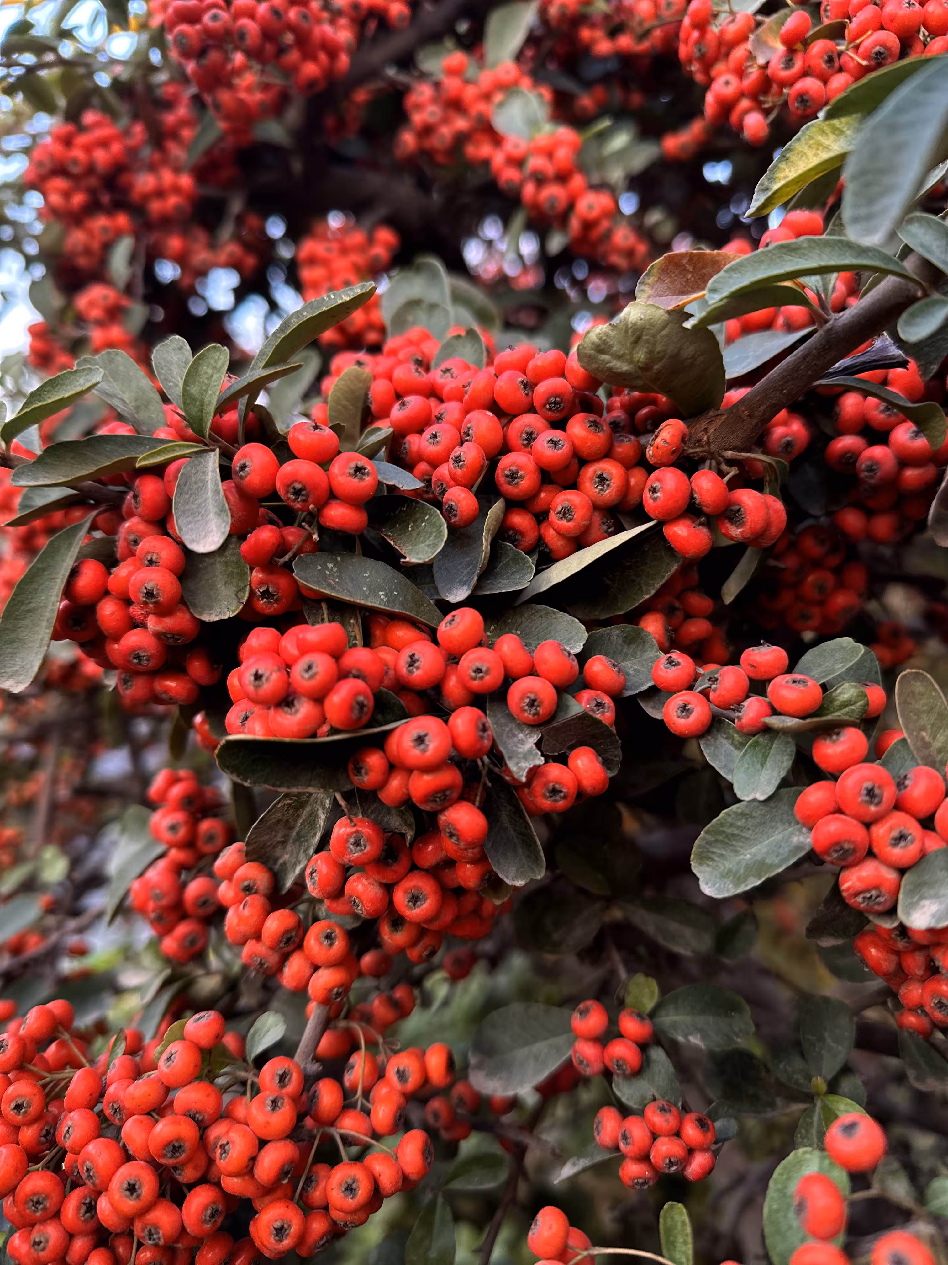 Merry-Photo 41