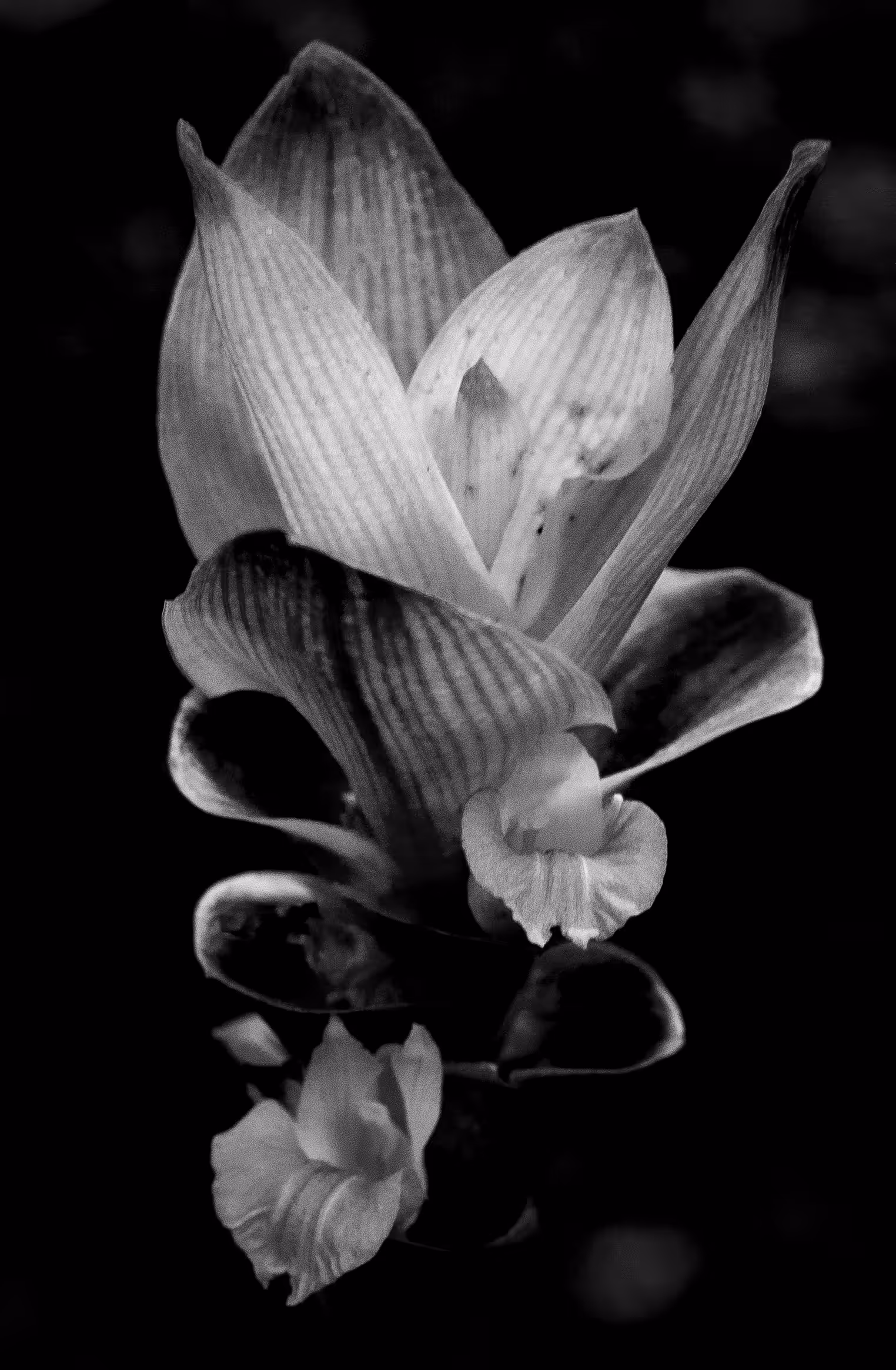 Black and White Blooms
