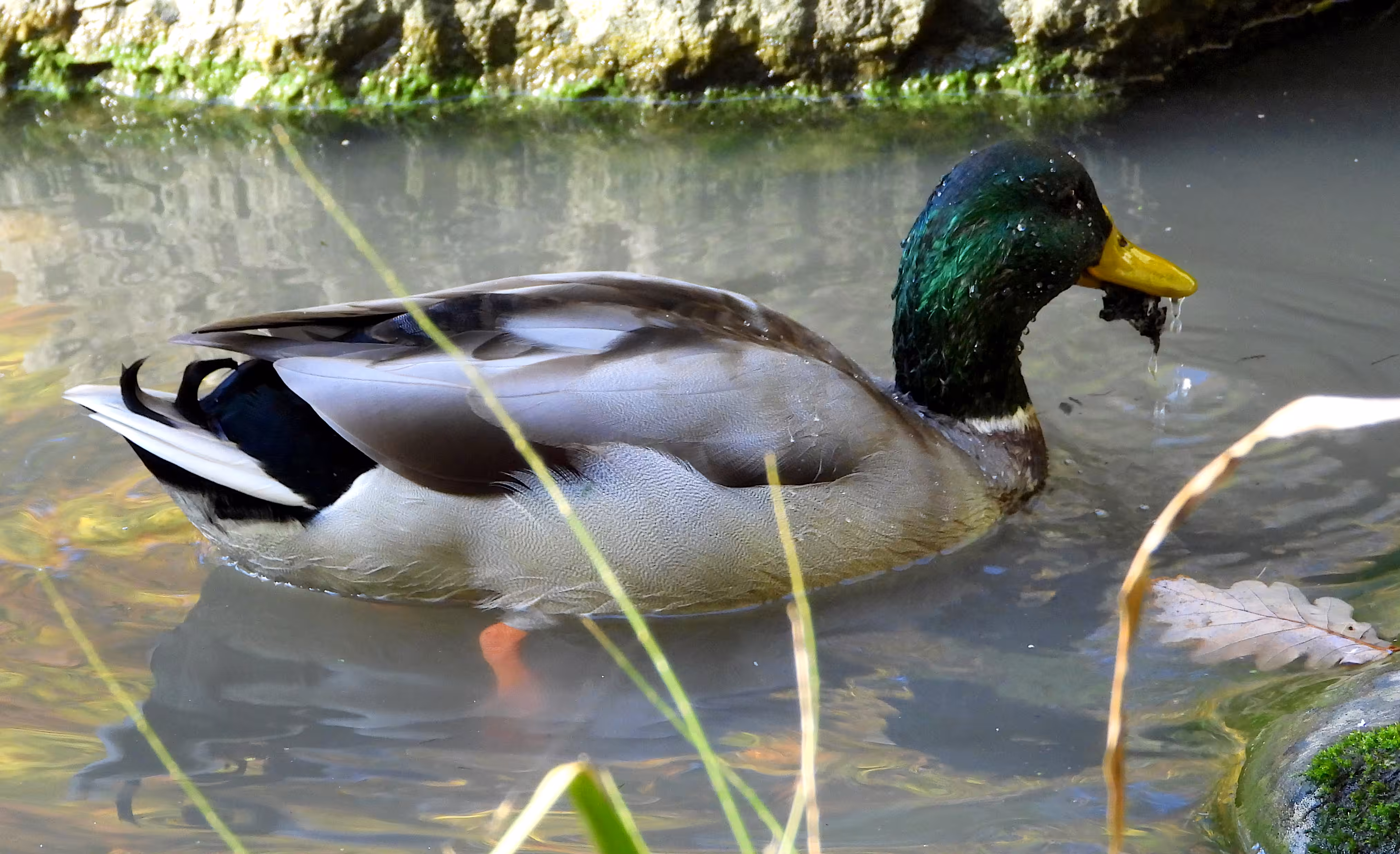 Duck takes Dinner