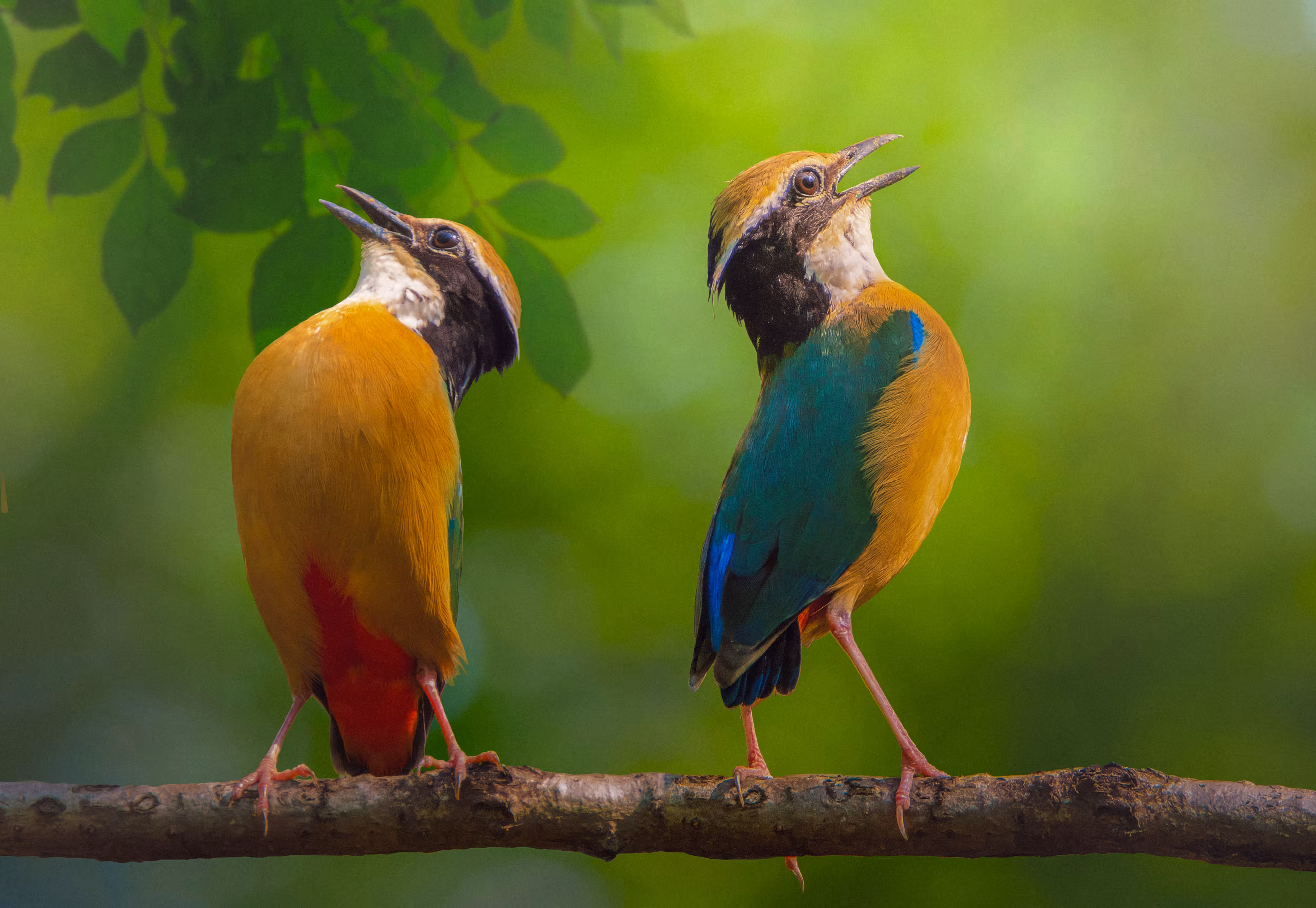 Indian Pitta (Naorang)