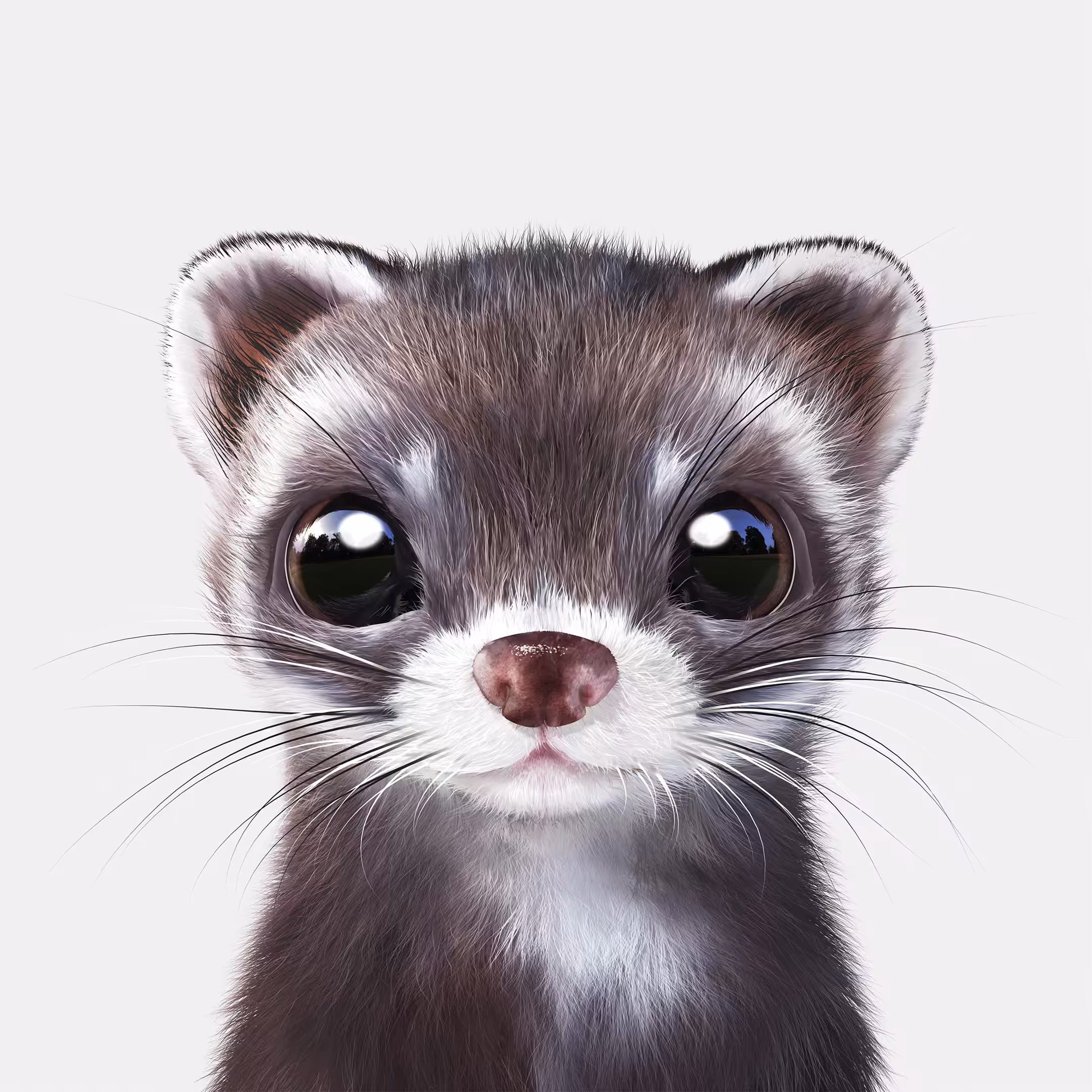 #125 Jusky the Ferret