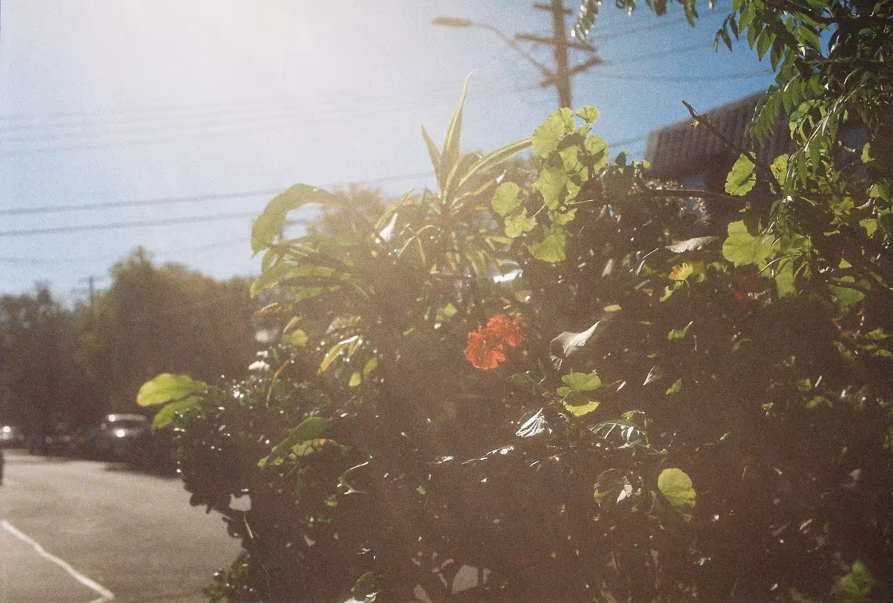 Day296  ﾎﾞﾗｷﾞﾉｰﾙ