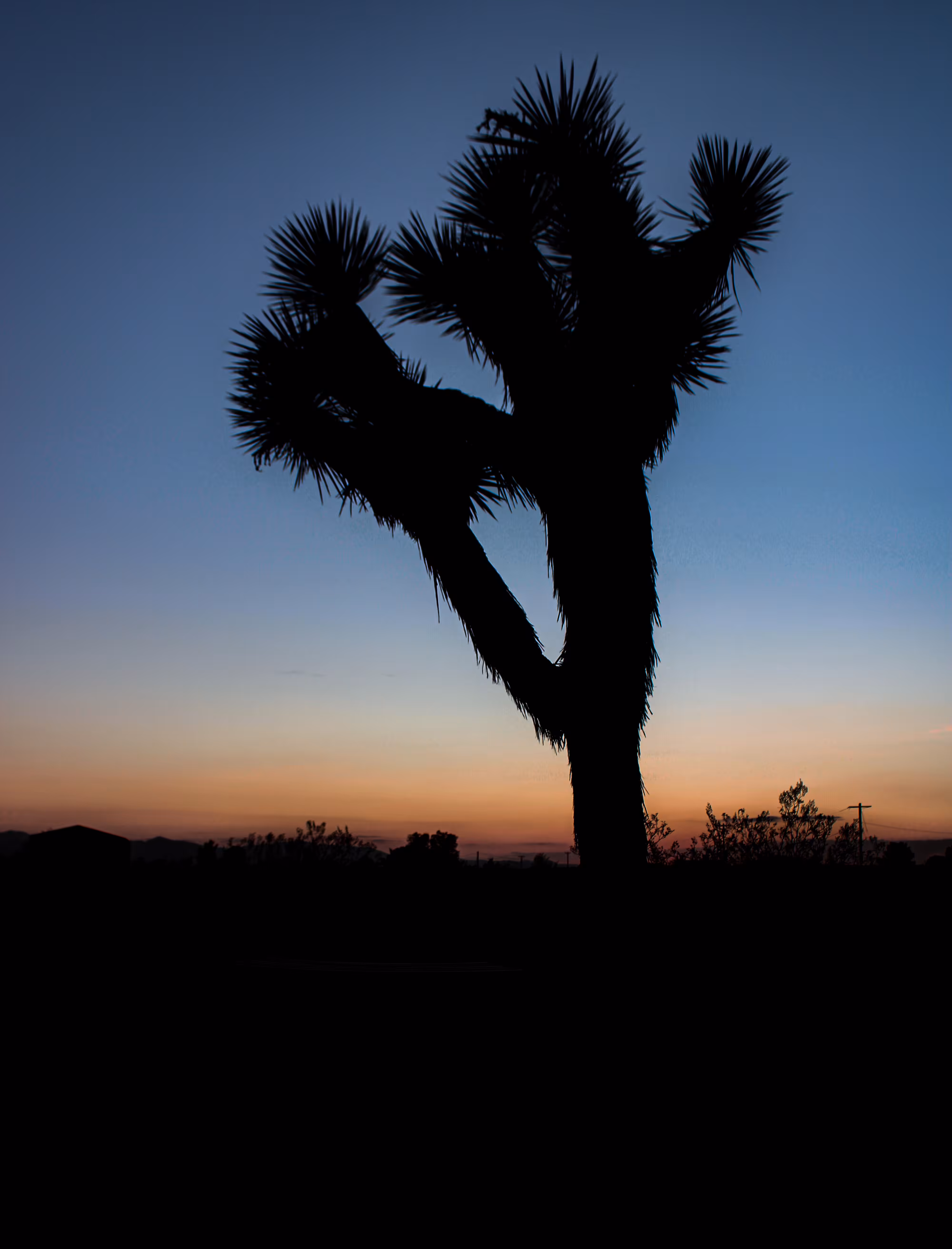 Joshua Tree Silhouette