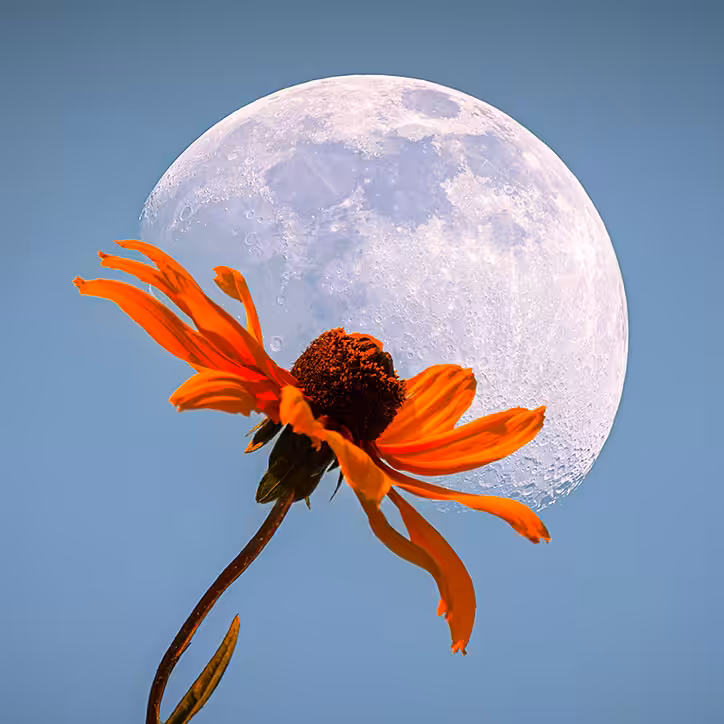 Moon Flower