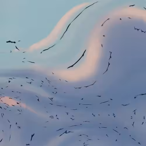 Flock #53