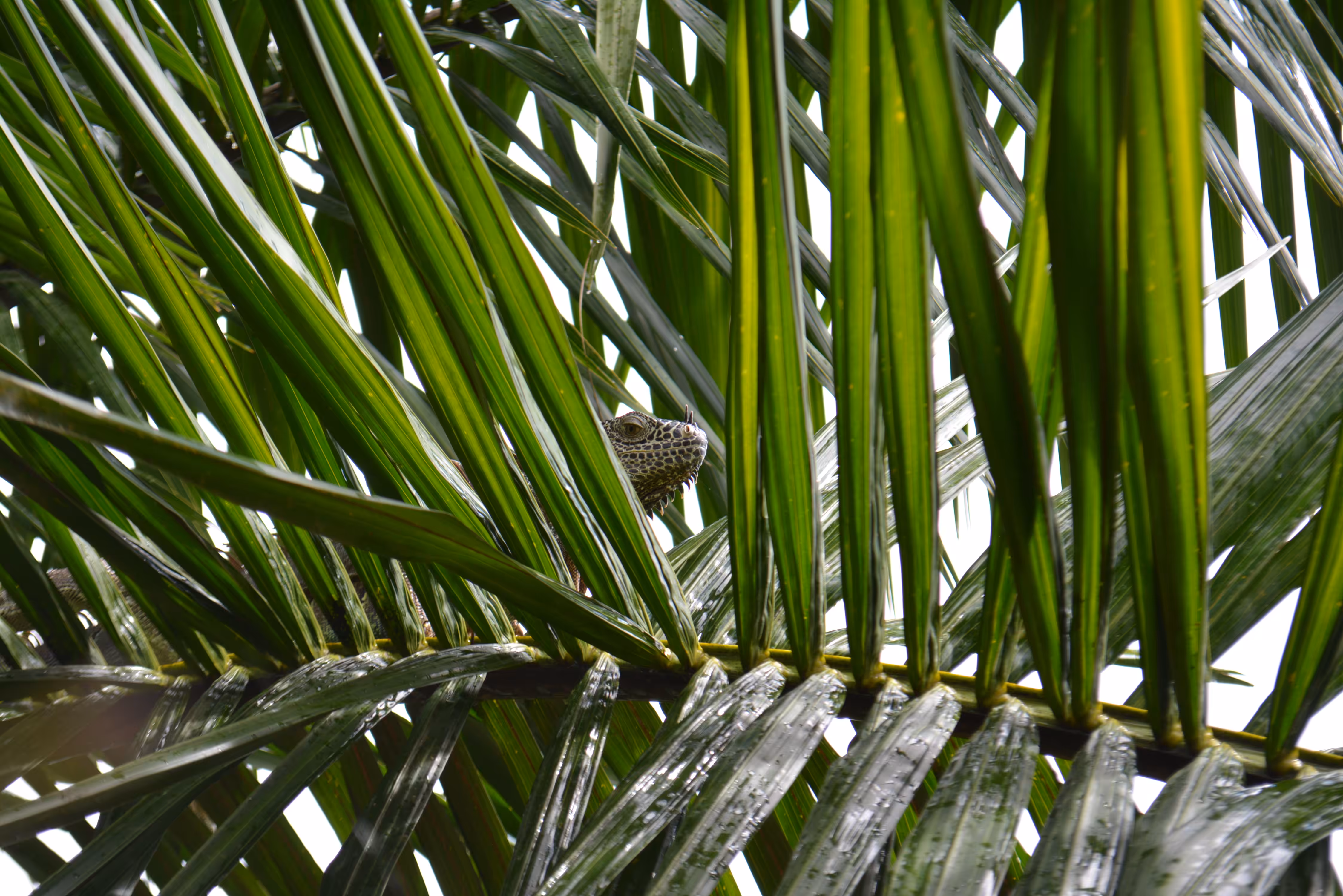 Iguana